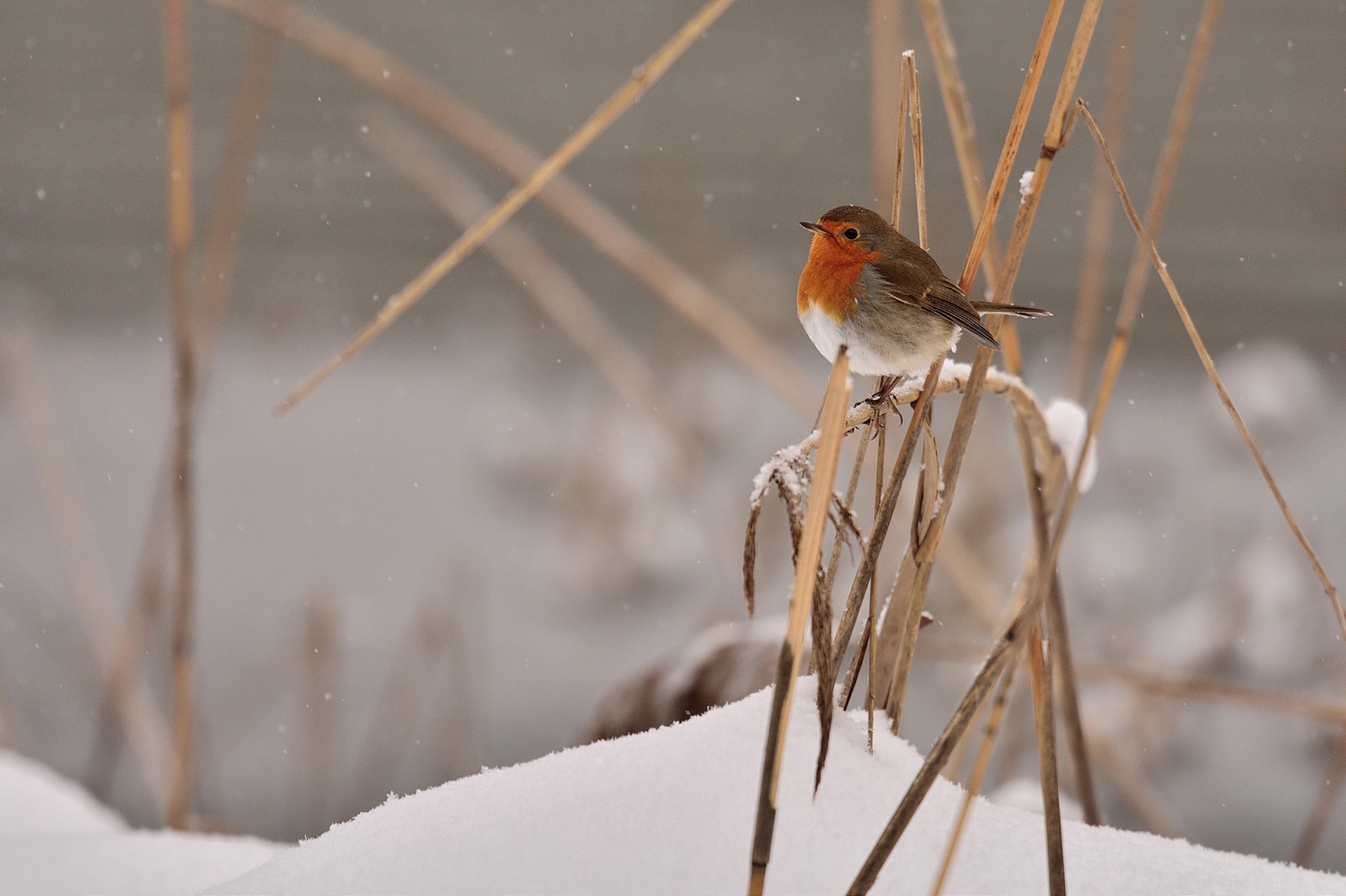 Download mobile wallpaper Winter, Birds, Snow, Bird, Animal for free.