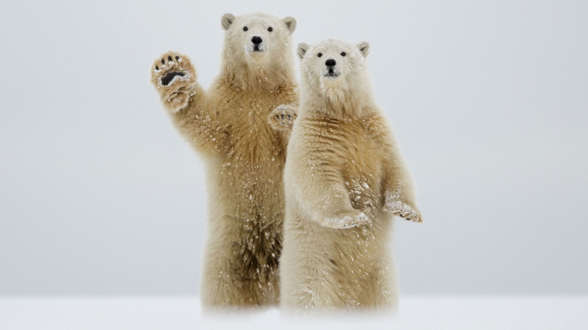 Free download wallpaper Snow, Bears, Bear, Animal, Polar Bear on your PC desktop