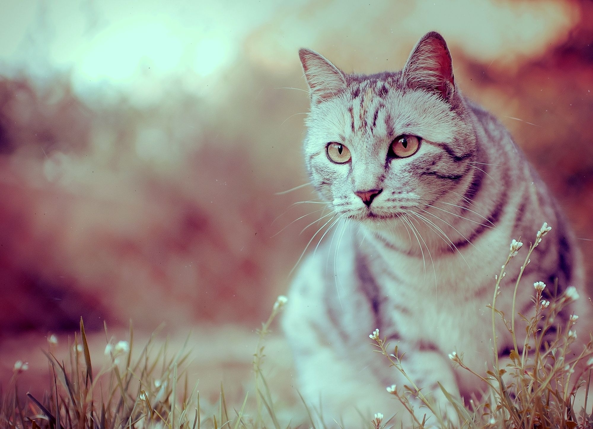 Free download wallpaper Grass, Sit, Striped, Animals, Cat on your PC desktop