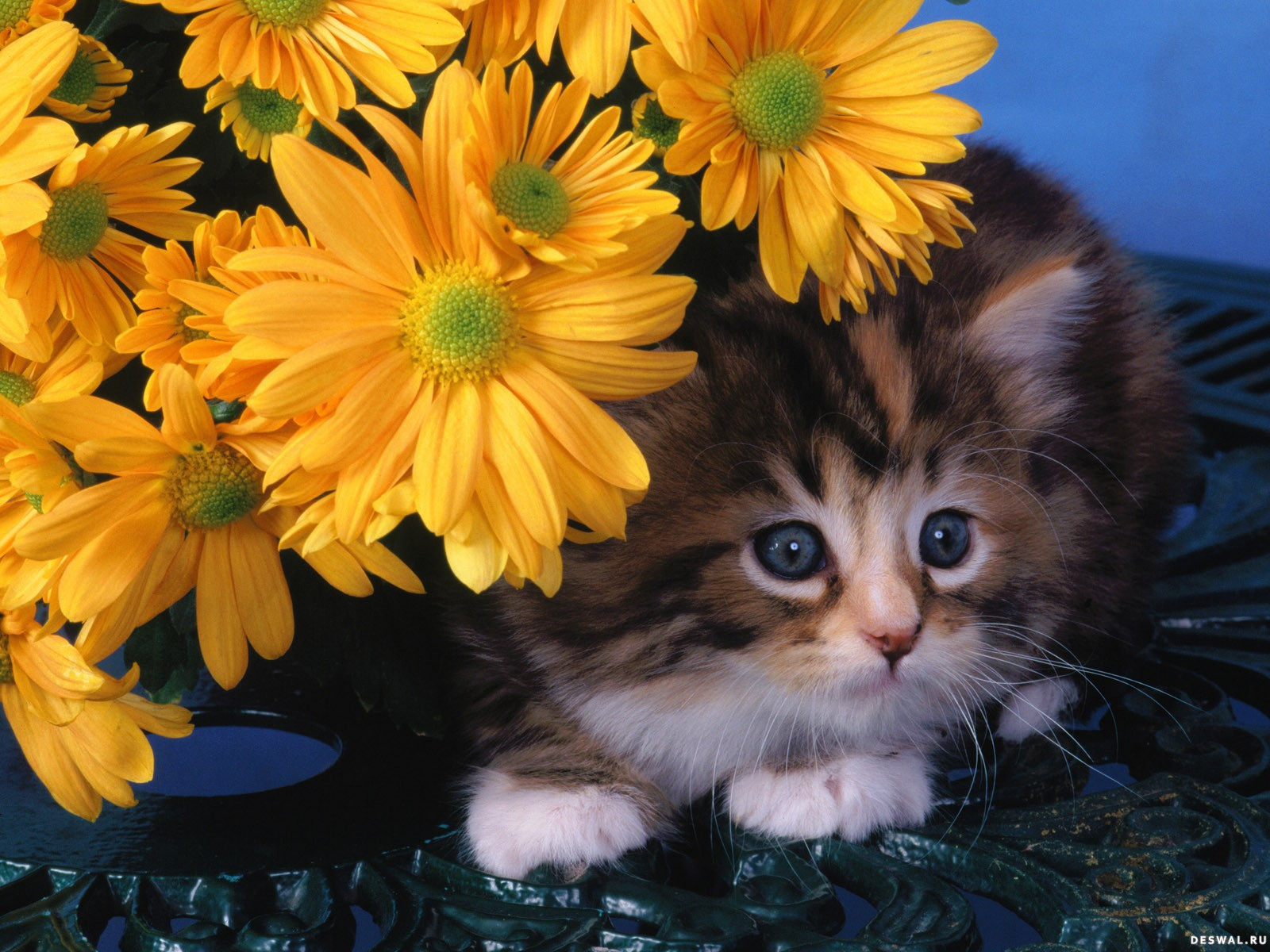 Handy-Wallpaper Tiere, Blumen, Katzen kostenlos herunterladen.