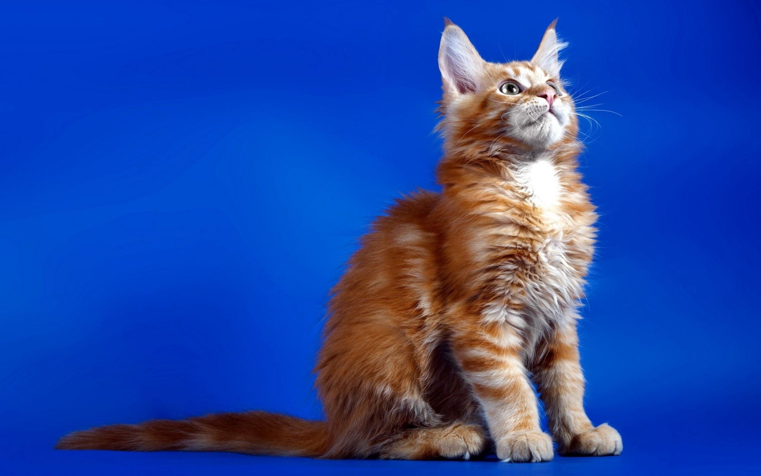 Laden Sie das Sitzen, Der Kater, Flauschige, Tiere, Kätzchen, Katze-Bild kostenlos auf Ihren PC-Desktop herunter
