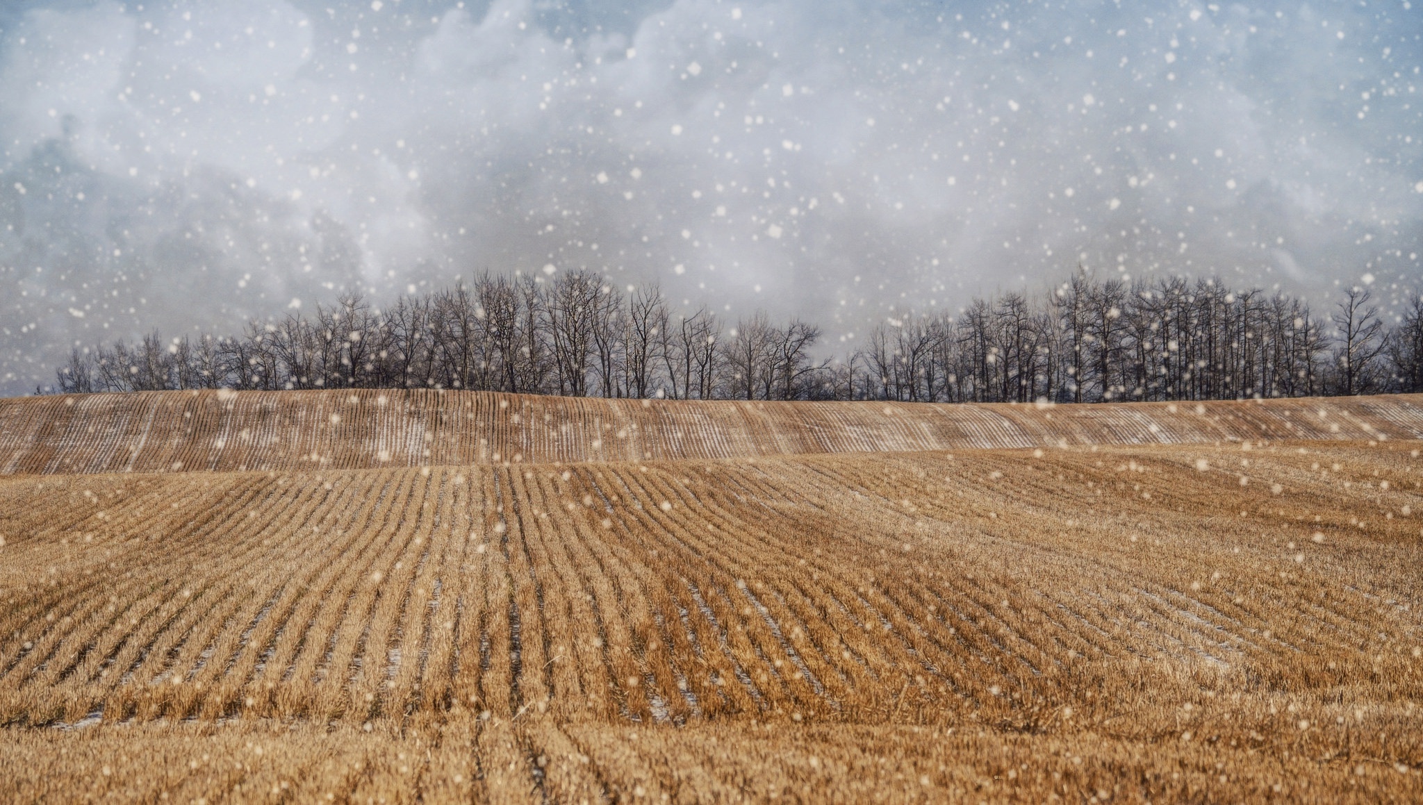 Download mobile wallpaper Winter, Nature, Earth, Field, Snowfall for free.
