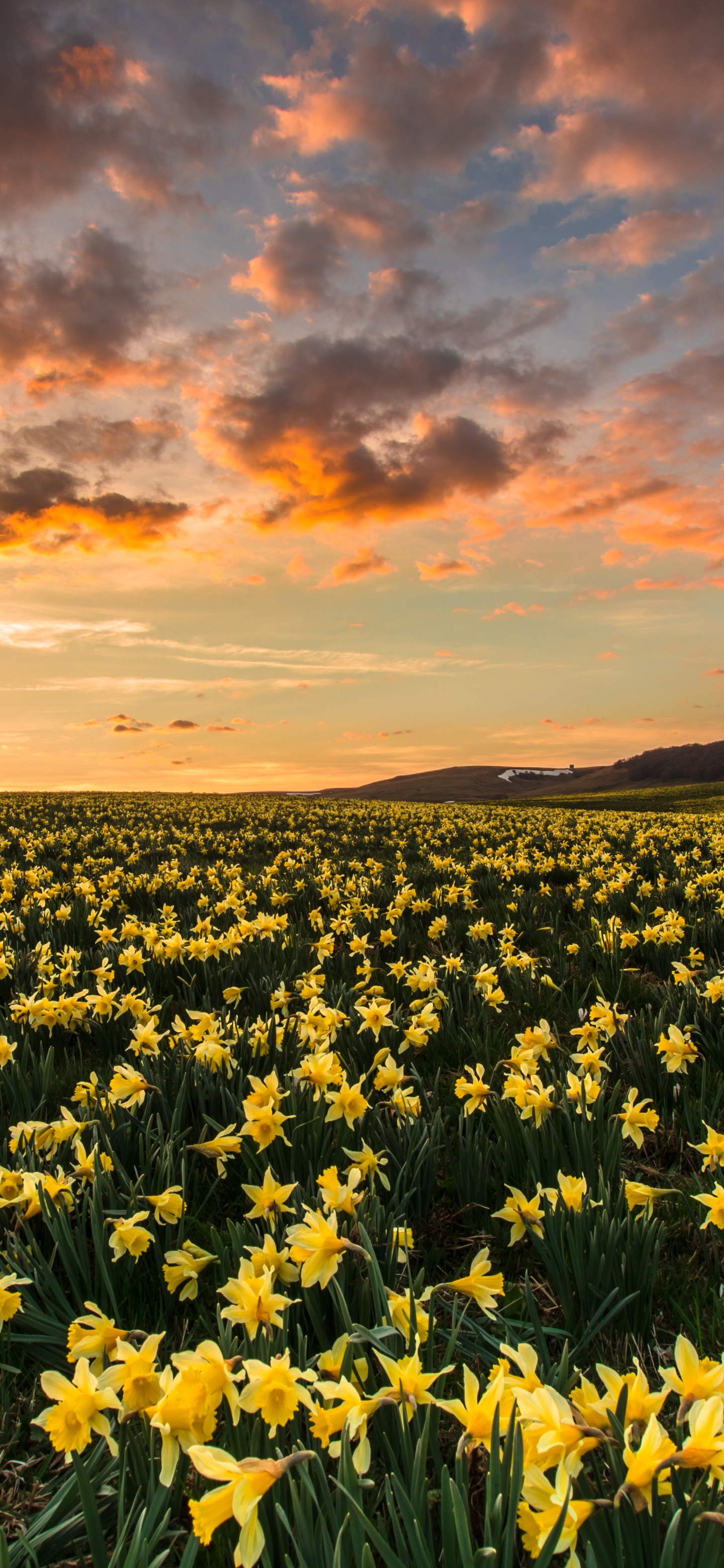 Free download wallpaper Landscape, Flowers, Sunrise, Earth, Yellow Flower, Daffodil on your PC desktop
