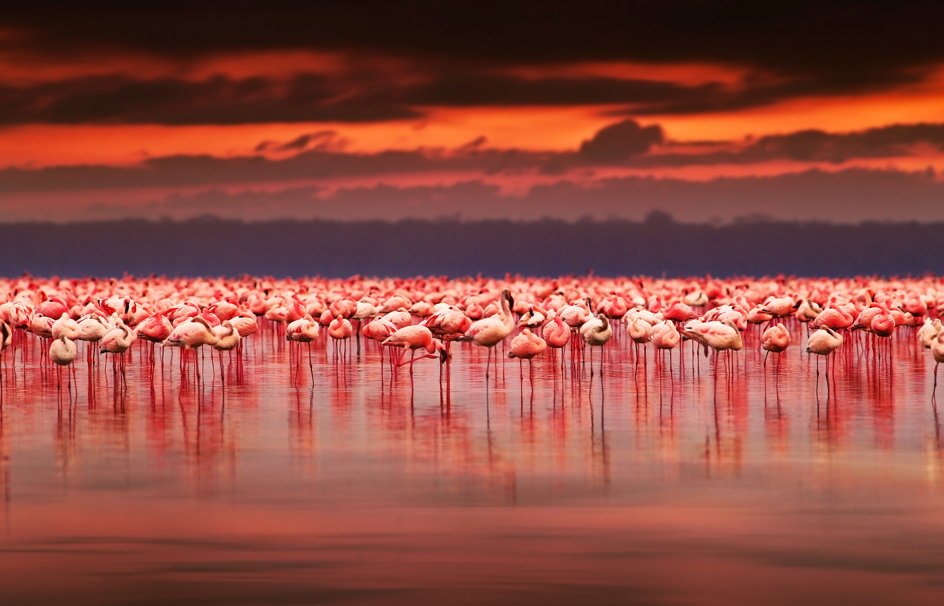 Free download wallpaper Birds, Sunset, Flamingo, Bird, Animal on your PC desktop