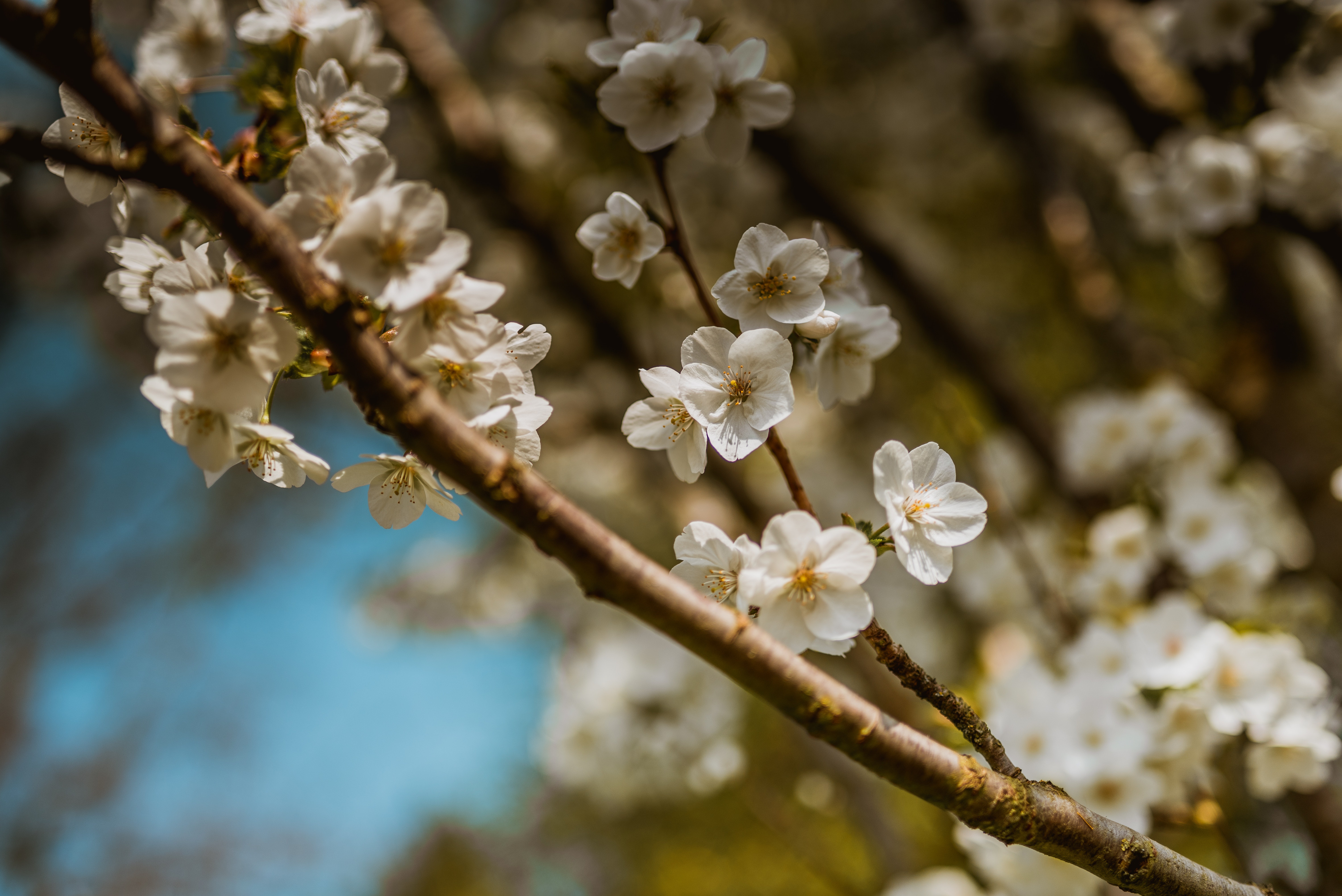 Download mobile wallpaper Flowers, Branch, Earth, Spring, Blossom for free.