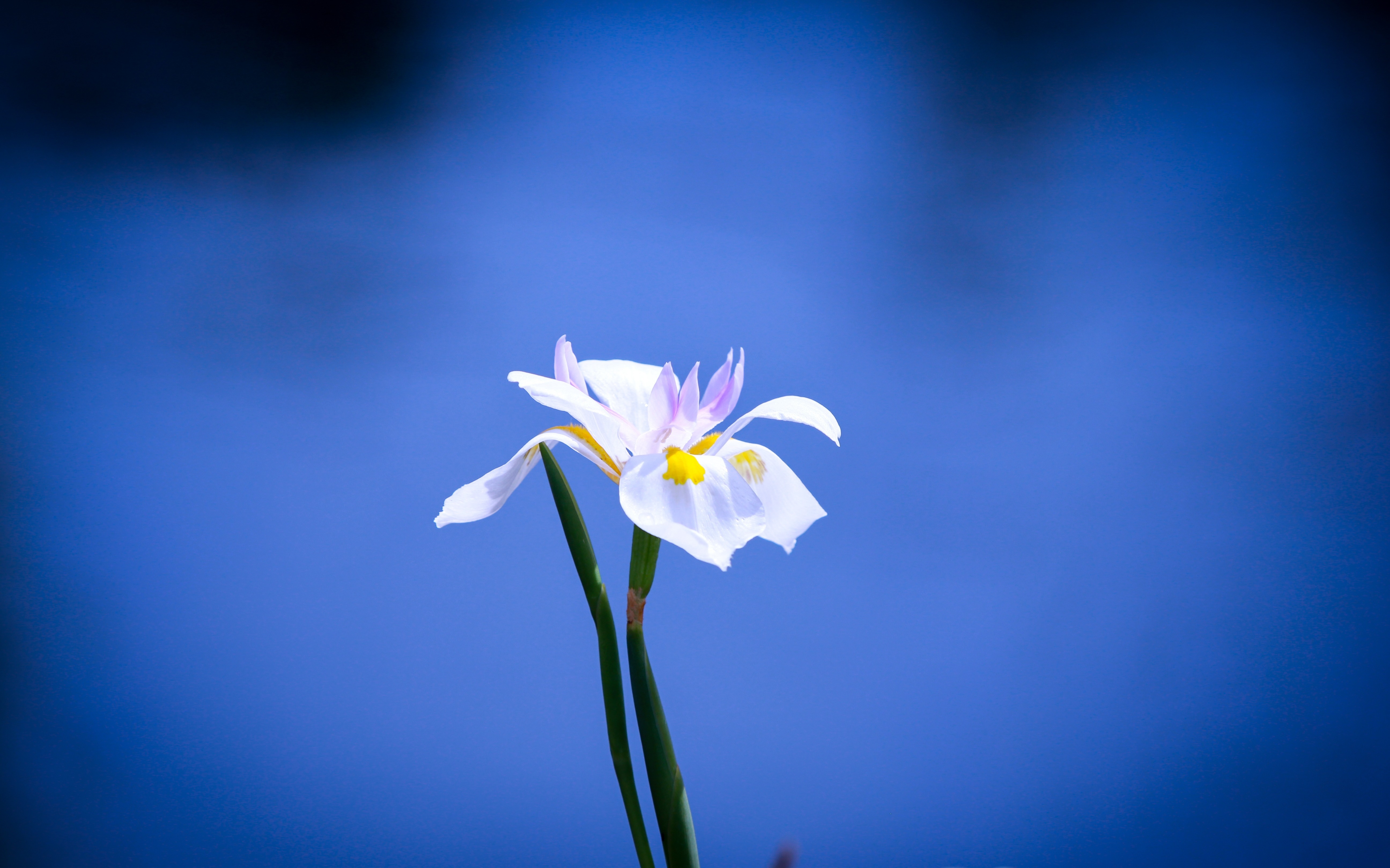 Descarga gratis la imagen Flores, Narciso, Tierra/naturaleza en el escritorio de tu PC