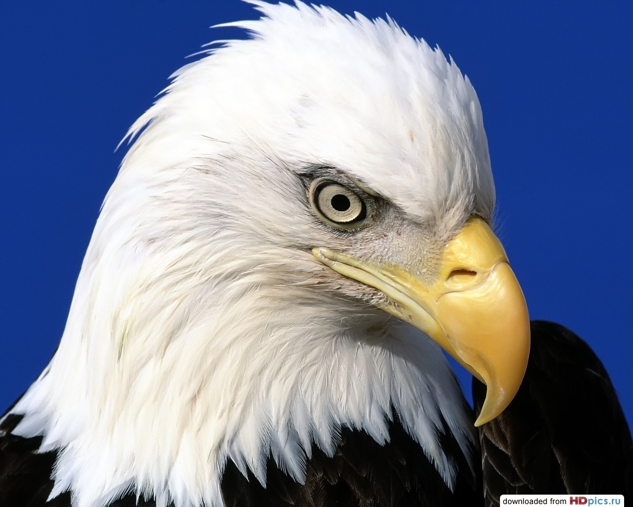 Handy-Wallpaper Vögel, Eagles, Tiere kostenlos herunterladen.