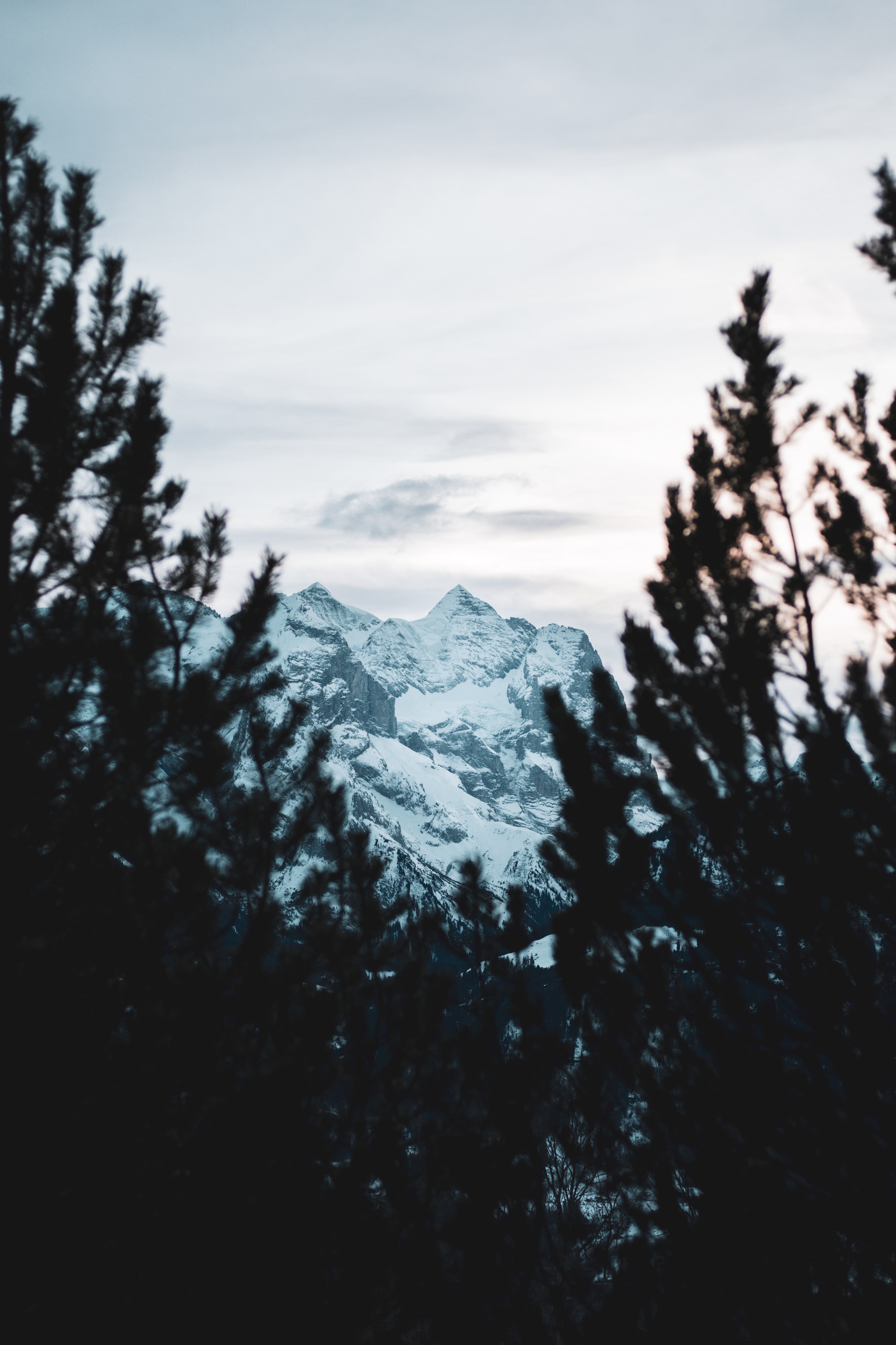 Скачать картинку Гора, Вершина, Снег, Вид, Природа, Ветки, Деревья в телефон бесплатно.