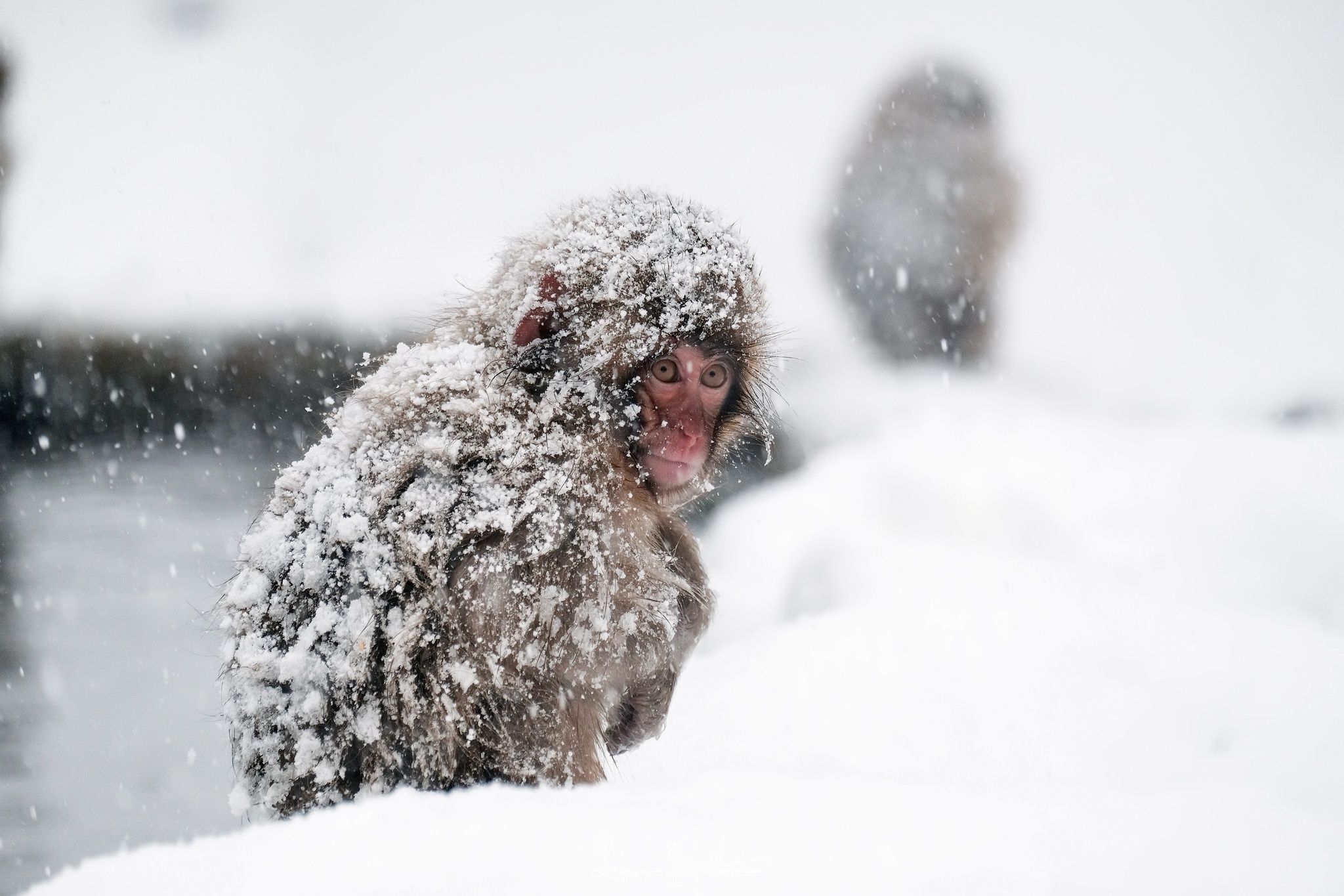 Download mobile wallpaper Winter, Snow, Monkeys, Monkey, Animal, Primate, Japanese Macaque for free.