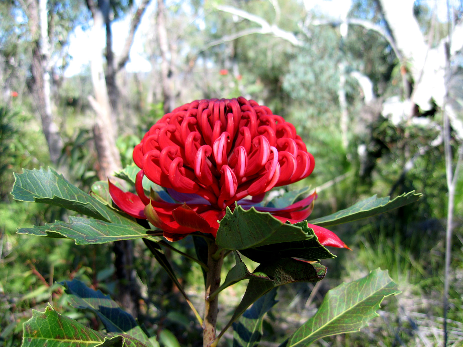 Melhores papéis de parede de Waratah para tela do telefone