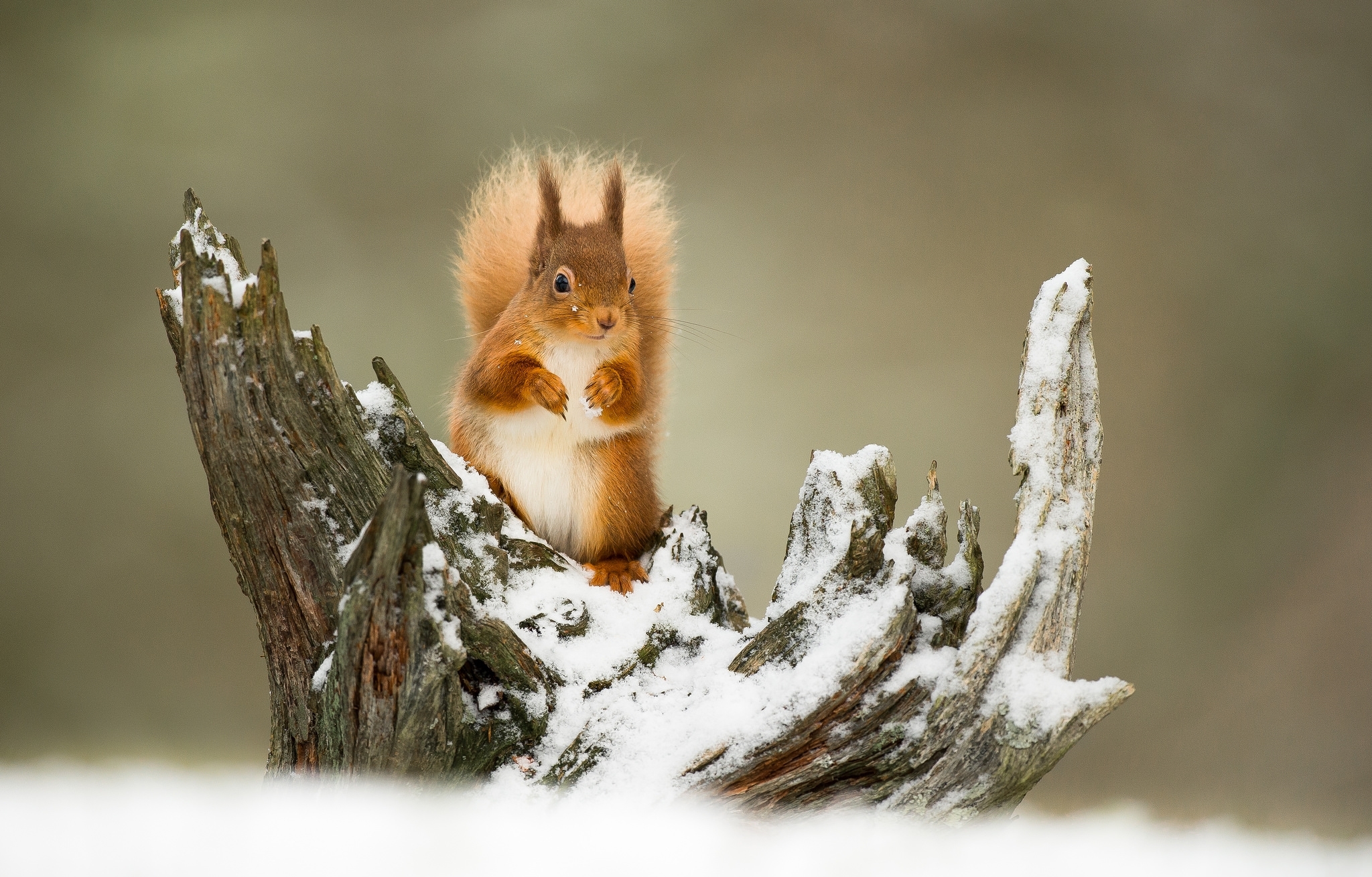 Free download wallpaper Winter, Squirrel, Snow, Animal, Rodent on your PC desktop