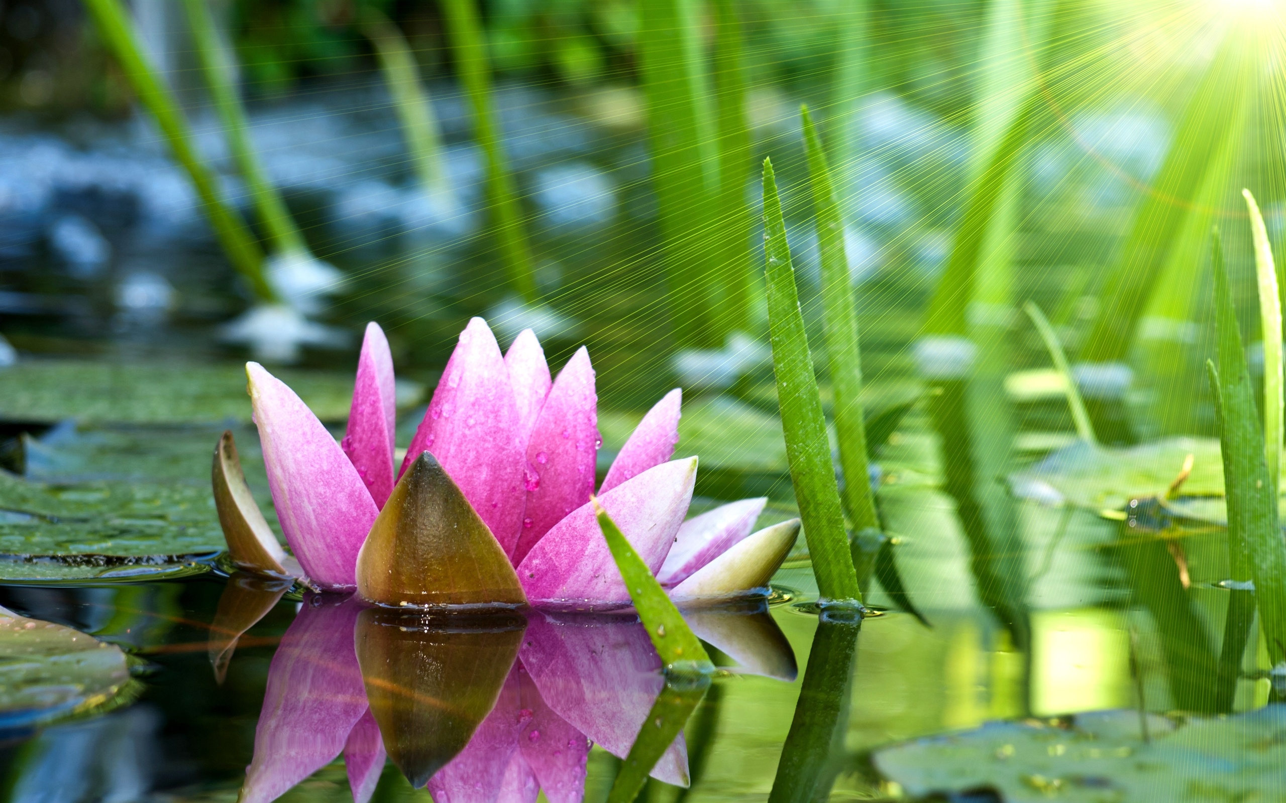 300906 Bild herunterladen erde/natur, lotus, blumen - Hintergrundbilder und Bildschirmschoner kostenlos