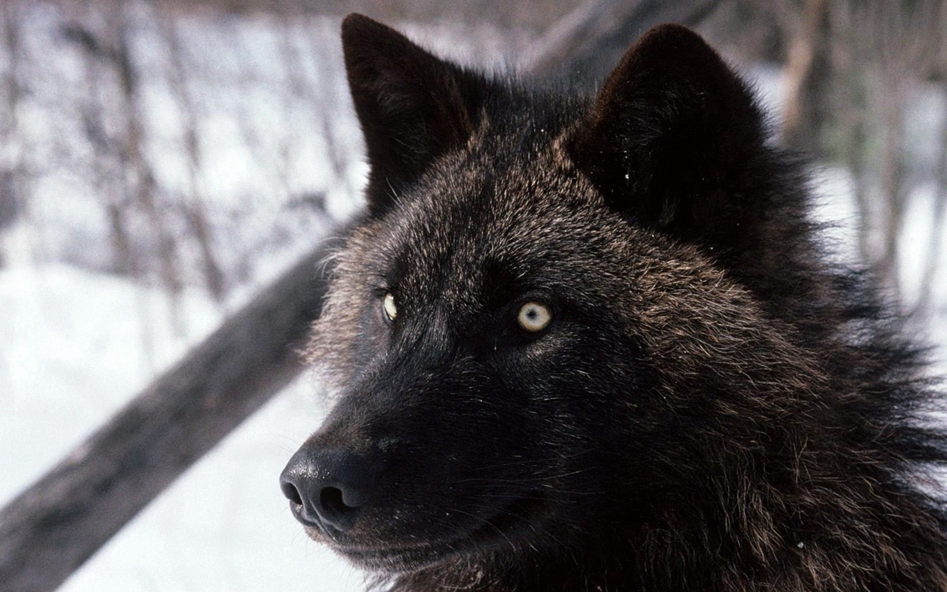 Download PC Wallpaper sight, wolf, animals, dark, dog, opinion, wool