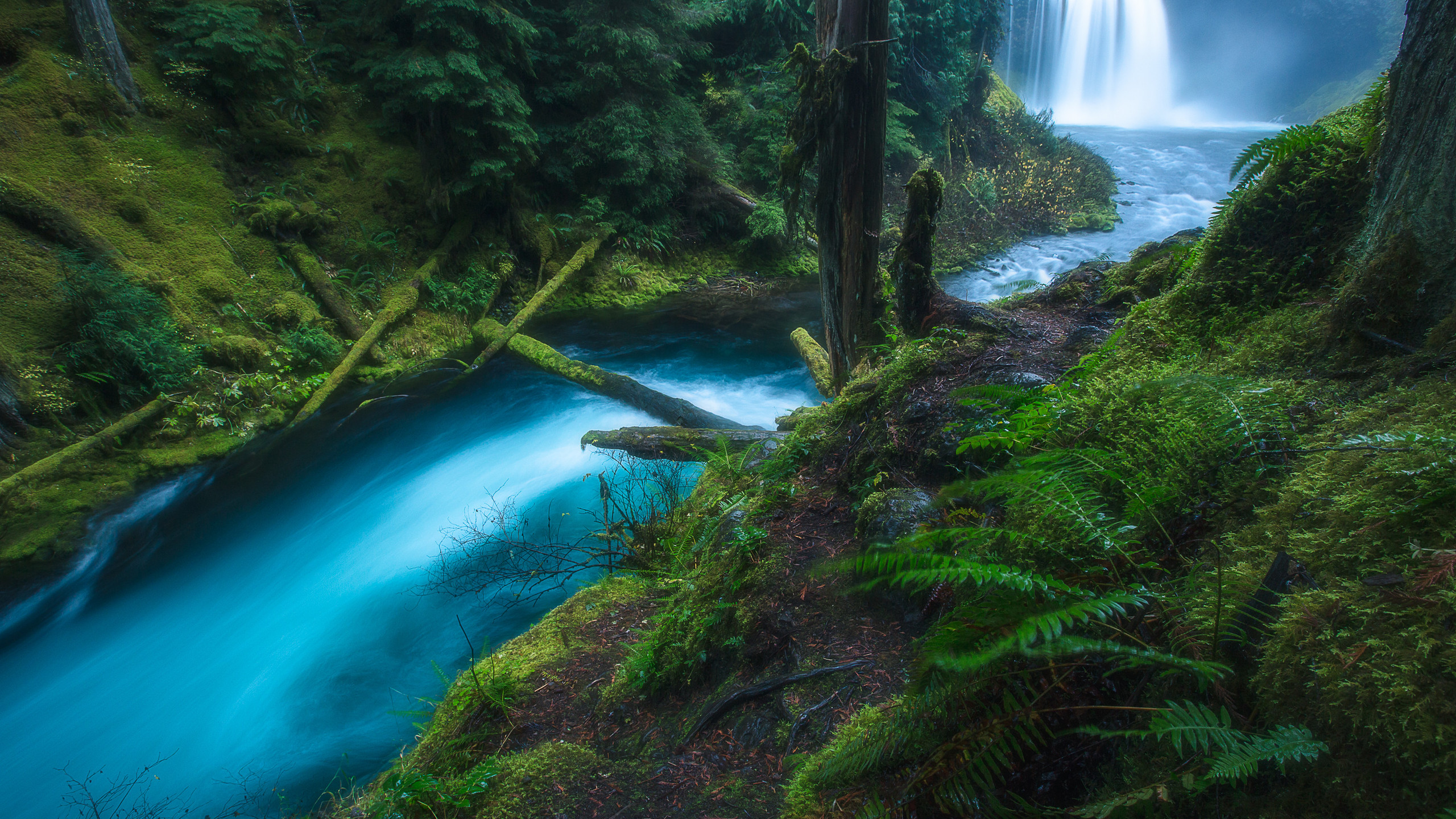 Download mobile wallpaper Waterfalls, Waterfall, Fern, Forest, Earth, Stream, Oregon, Koosah Falls for free.