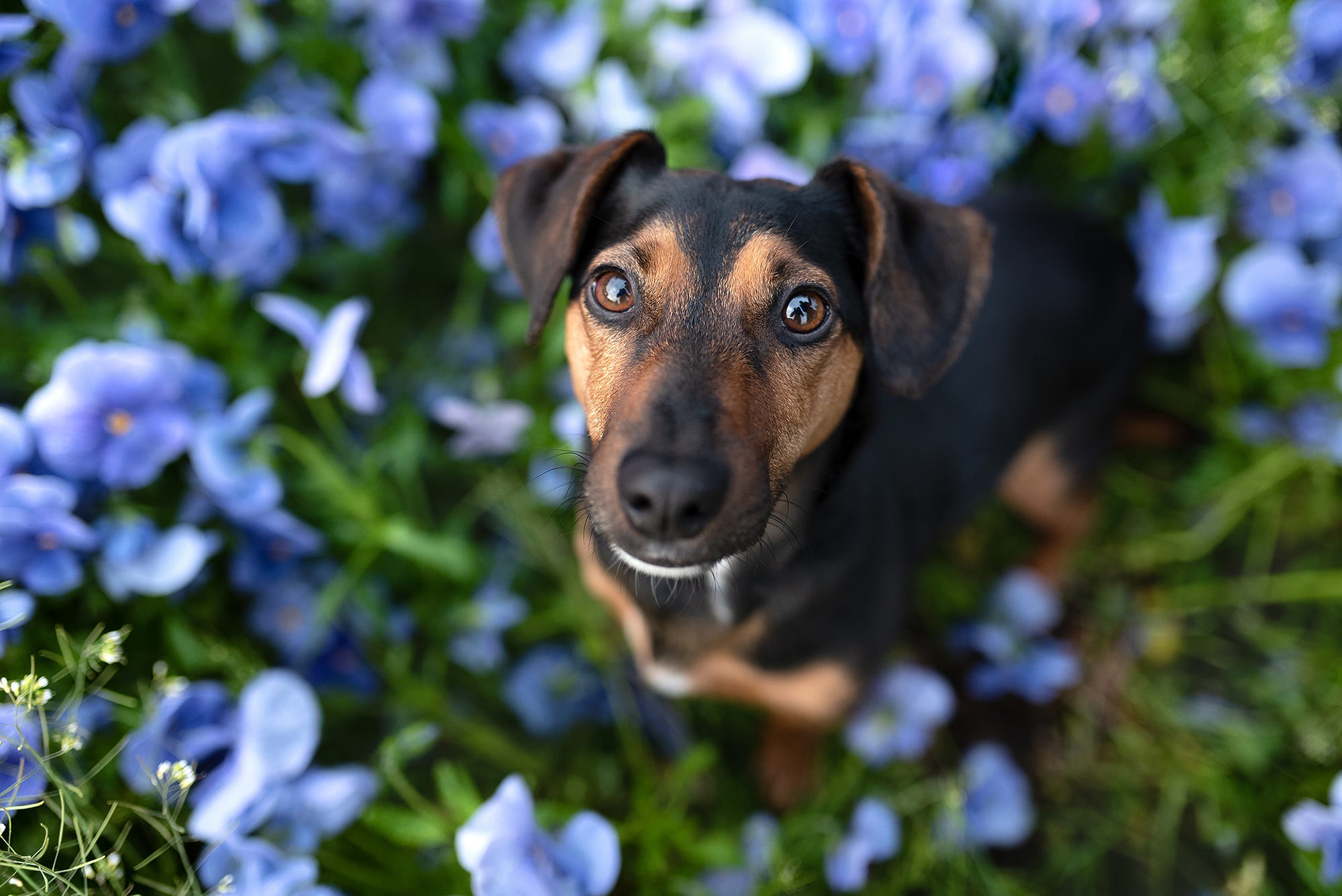 Laden Sie das Tiere, Hunde, Jack Russell Terrier, Starren-Bild kostenlos auf Ihren PC-Desktop herunter