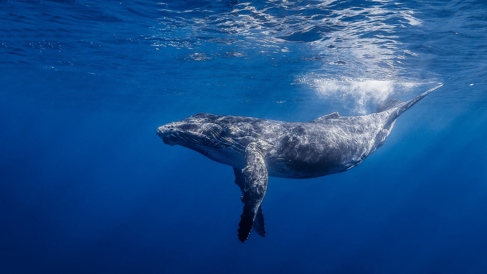 Descarga gratuita de fondo de pantalla para móvil de Animales, Ballena.