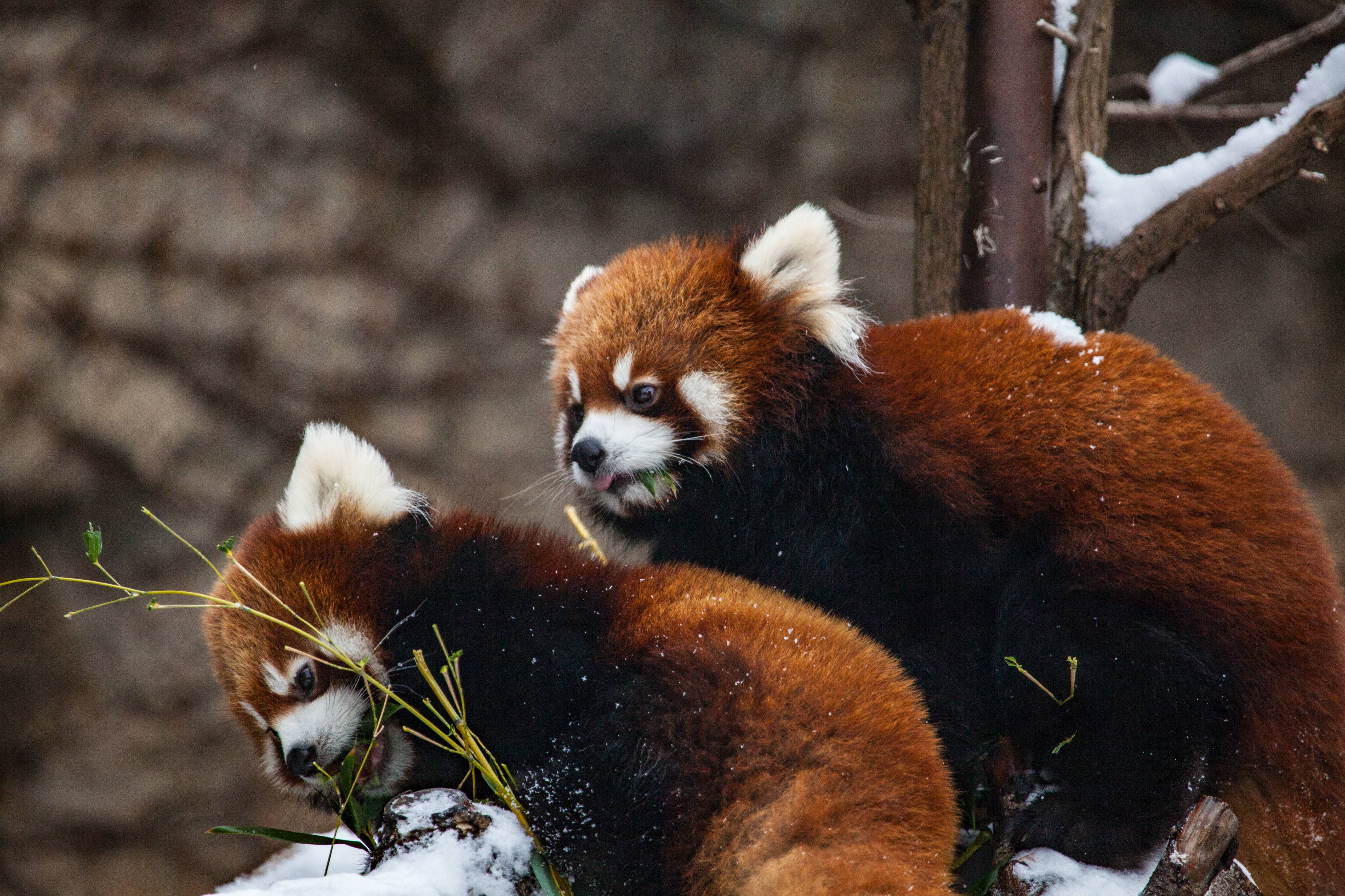 Free download wallpaper Animal, Chicago, Red Panda, Zoo on your PC desktop