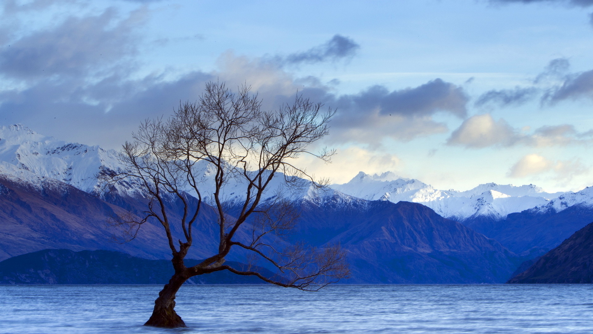 Descarga gratis la imagen Árbol, Tierra/naturaleza en el escritorio de tu PC