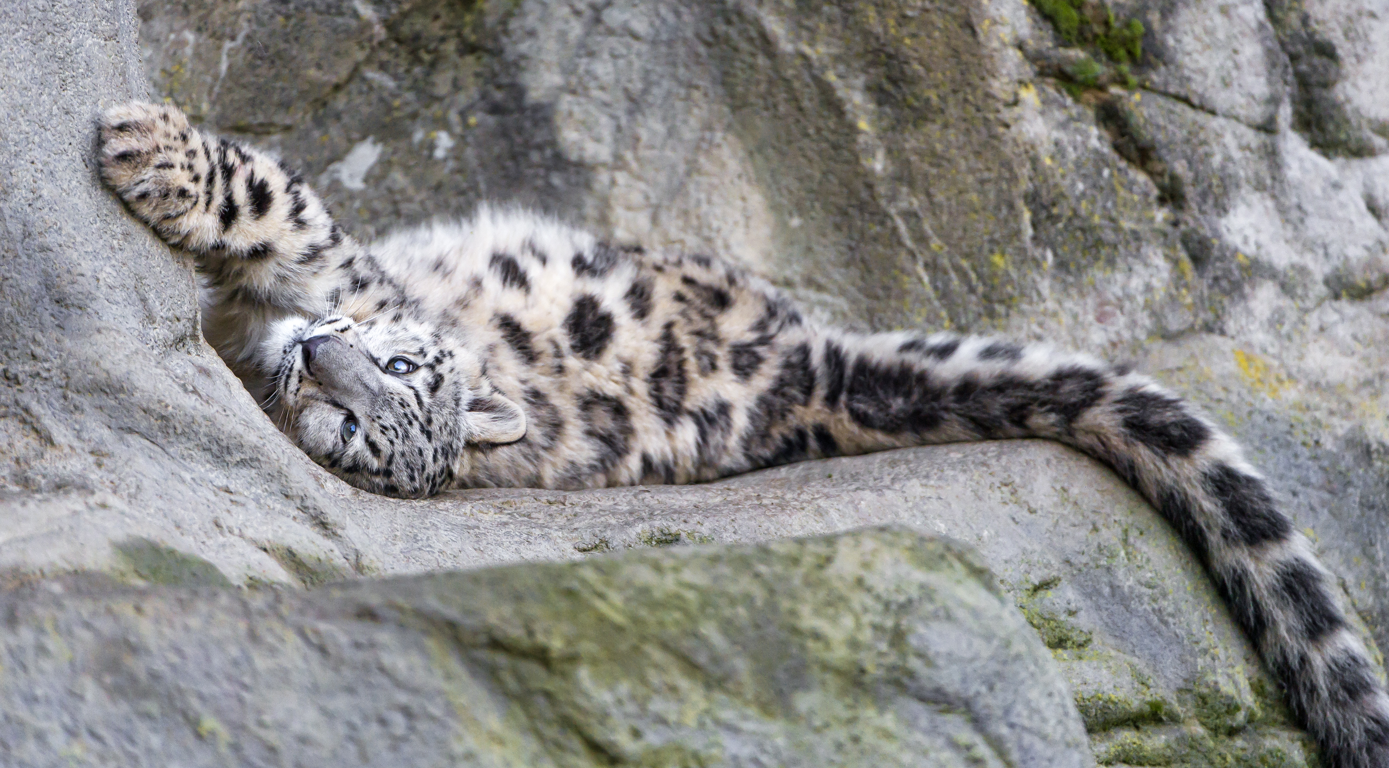 Download mobile wallpaper Resting, Snow Leopard, Cats, Animal for free.
