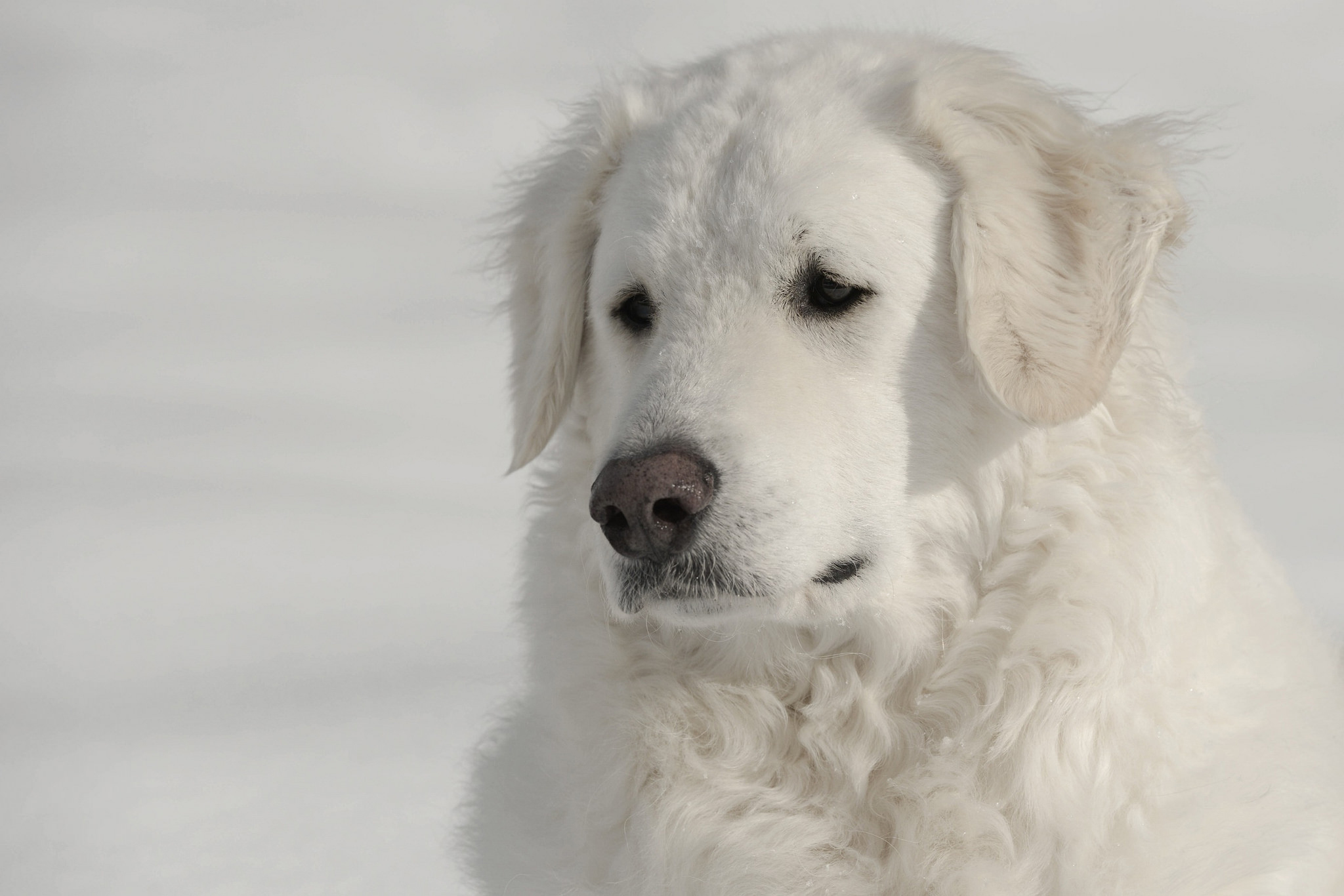 Meilleurs fonds d'écran Kuvasz pour l'écran du téléphone