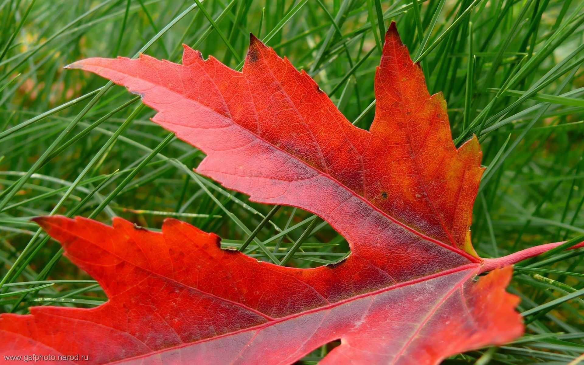 126057 завантажити картинку осінь, природа, лист, сухий, клен, опалий, полеглий - шпалери і заставки безкоштовно
