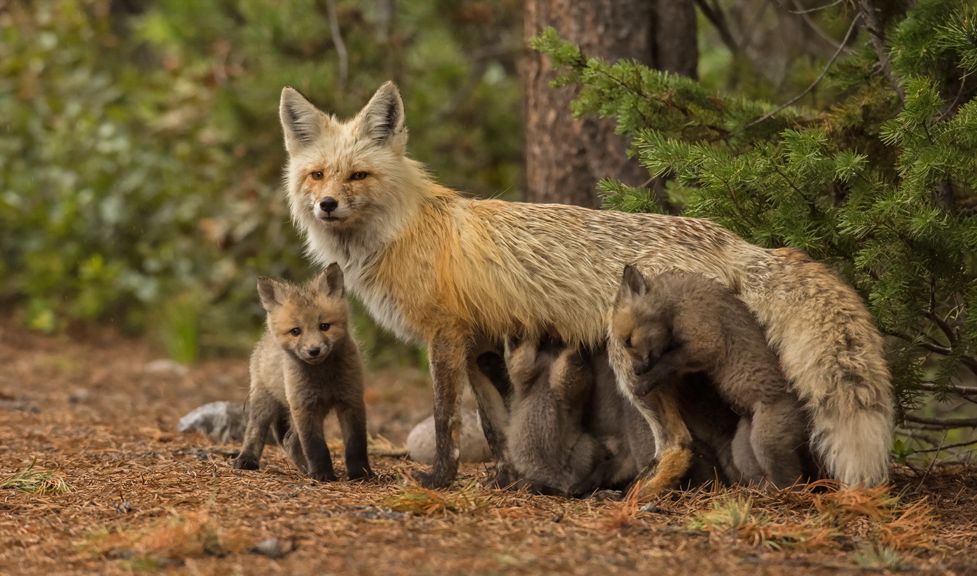 Baixe gratuitamente a imagem Animais, Raposa, Animal Bebê, Filhote na área de trabalho do seu PC