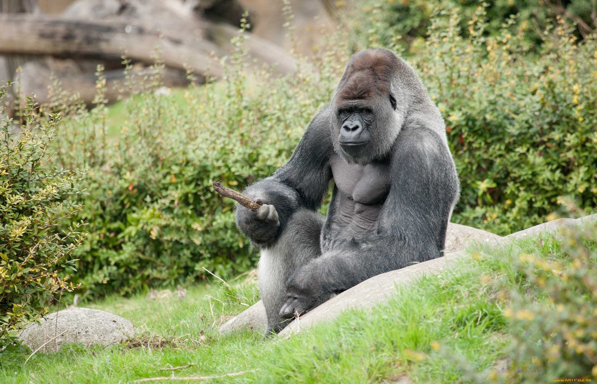 304266 Hintergrundbild herunterladen tiere, gorilla, affen - Bildschirmschoner und Bilder kostenlos