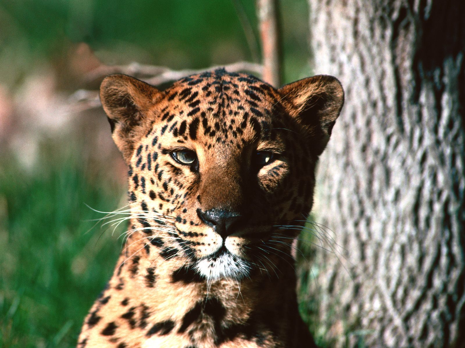 Handy-Wallpaper Leopard, Katzen, Tiere kostenlos herunterladen.