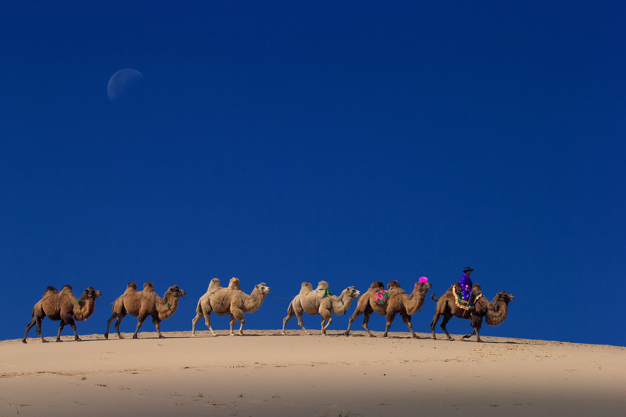 Descarga gratuita de fondo de pantalla para móvil de Fotografía, Camello, Caravana.