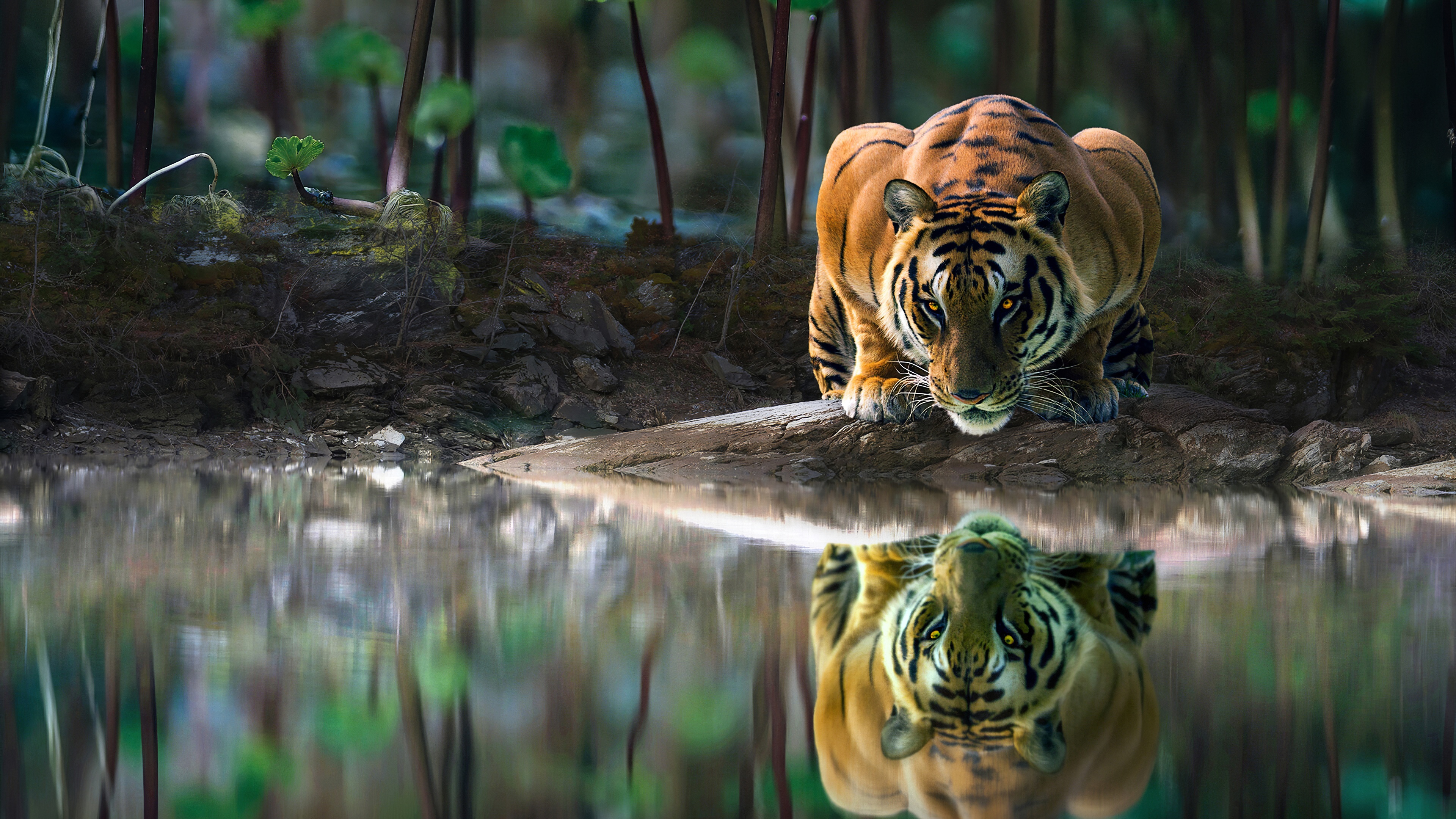 Download mobile wallpaper Cats, Reflection, Tiger, Animal, Pond for free.