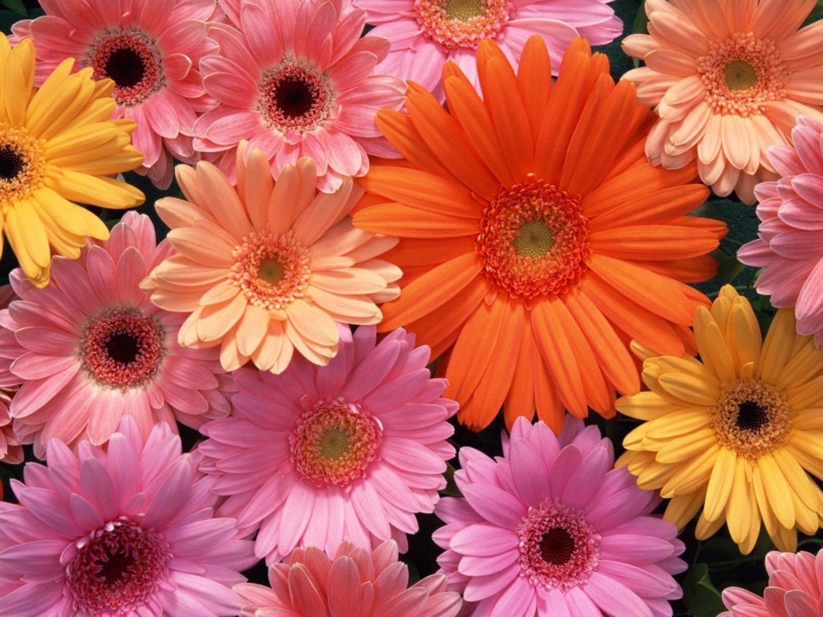 Descarga gratis la imagen Flores, Gerberas, Flor, Flor Rosa, Pastel, Colores, Vistoso, Tierra/naturaleza, Flor Naranja en el escritorio de tu PC