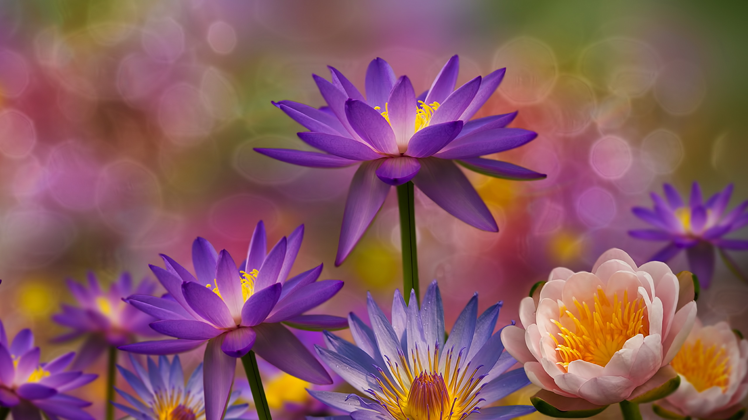 Descarga gratis la imagen Flores, Loto, Flor, Bokeh, Nenúfar, Flor Purpura, Tierra/naturaleza en el escritorio de tu PC