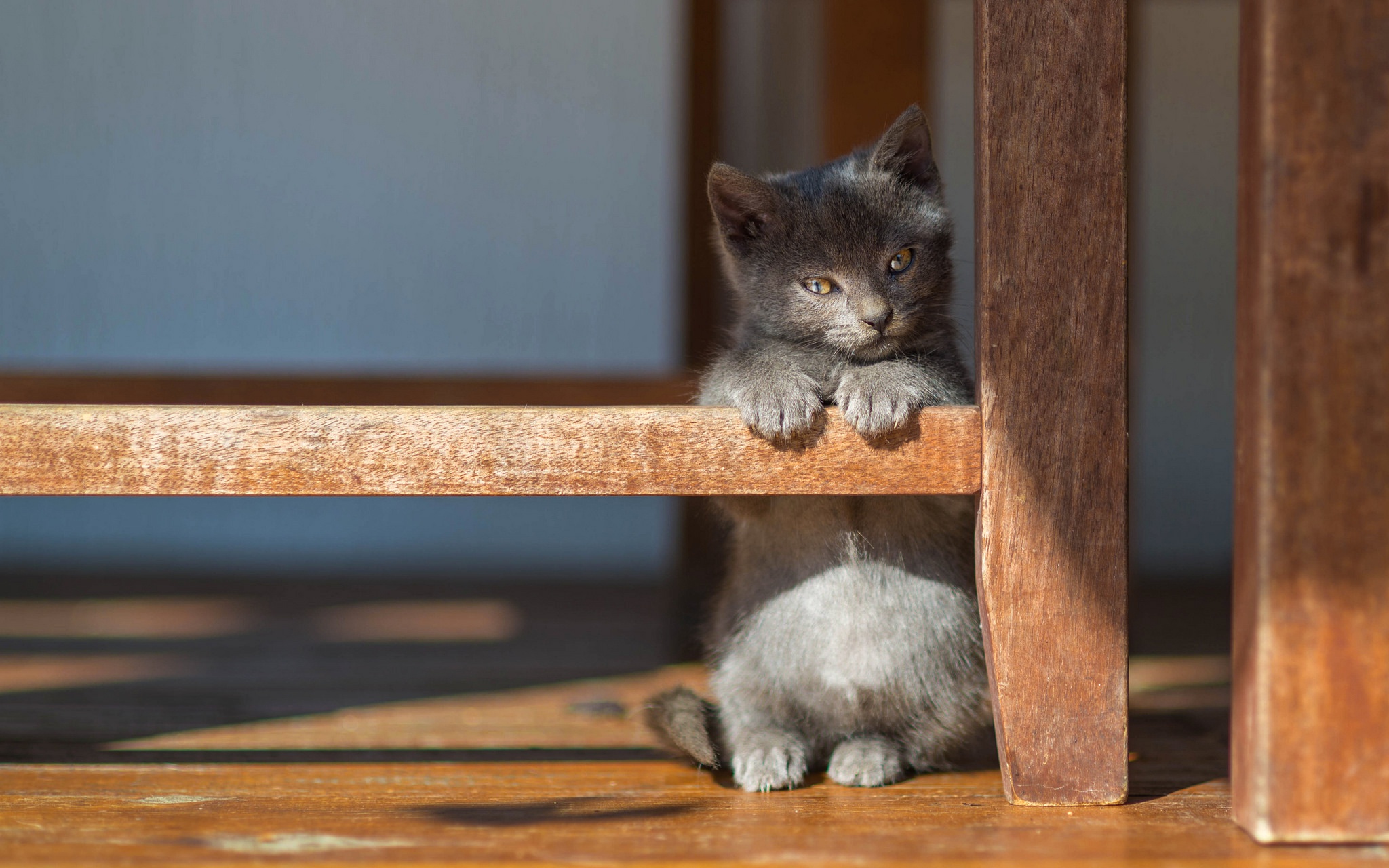 無料モバイル壁紙動物, ネコ, 猫, 子猫, 赤ちゃん動物をダウンロードします。