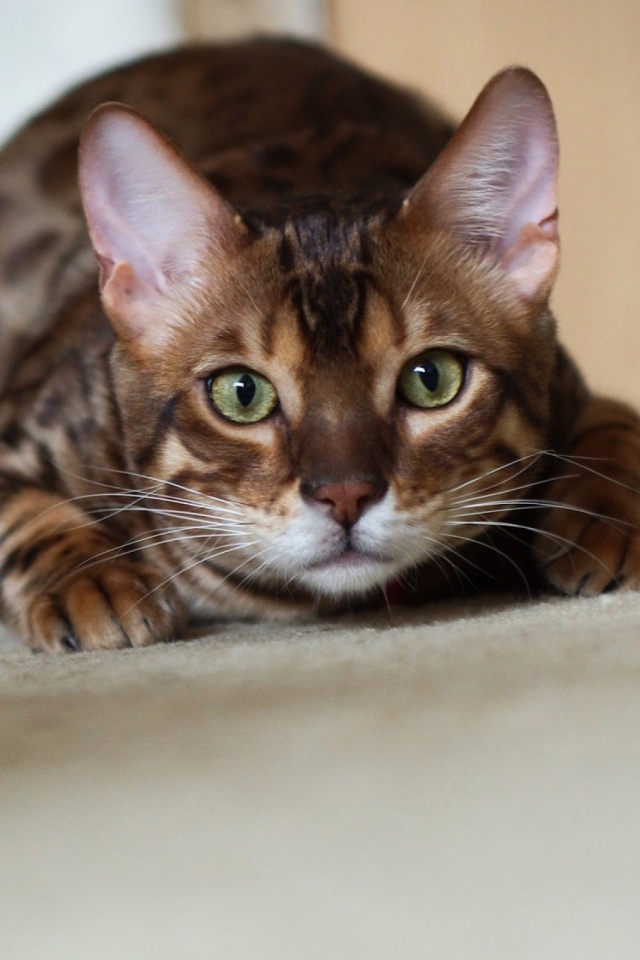 無料モバイル壁紙動物, ネコ, 猫をダウンロードします。