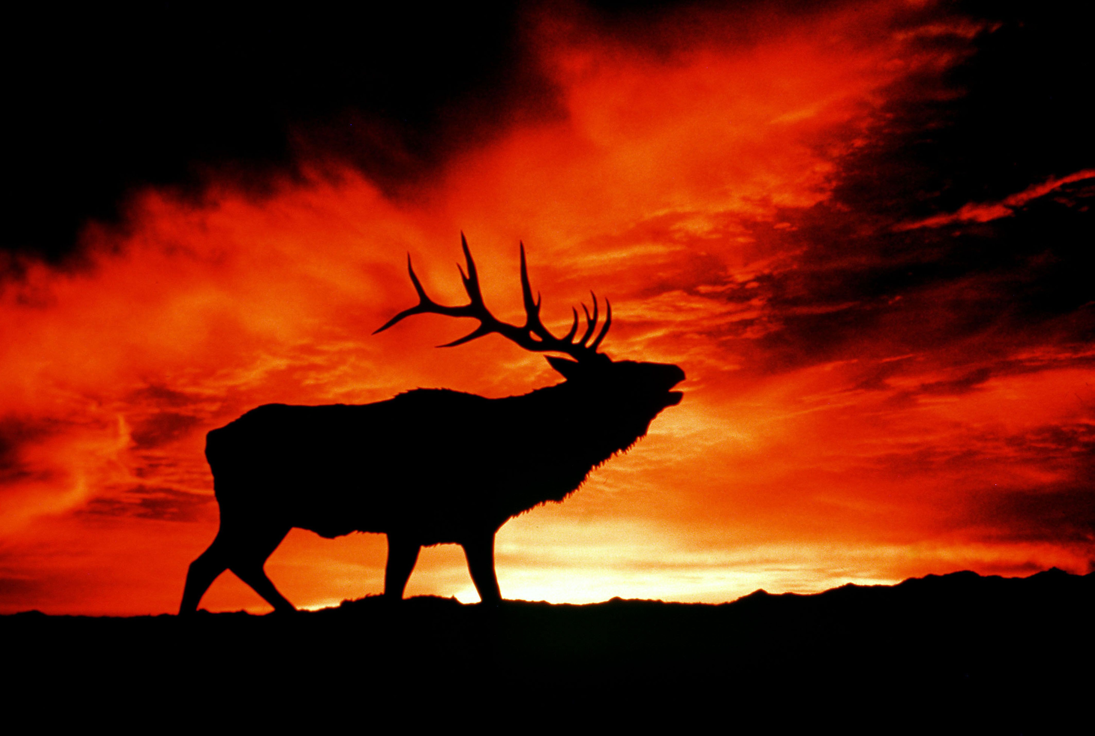New Lock Screen Wallpapers animal, elk
