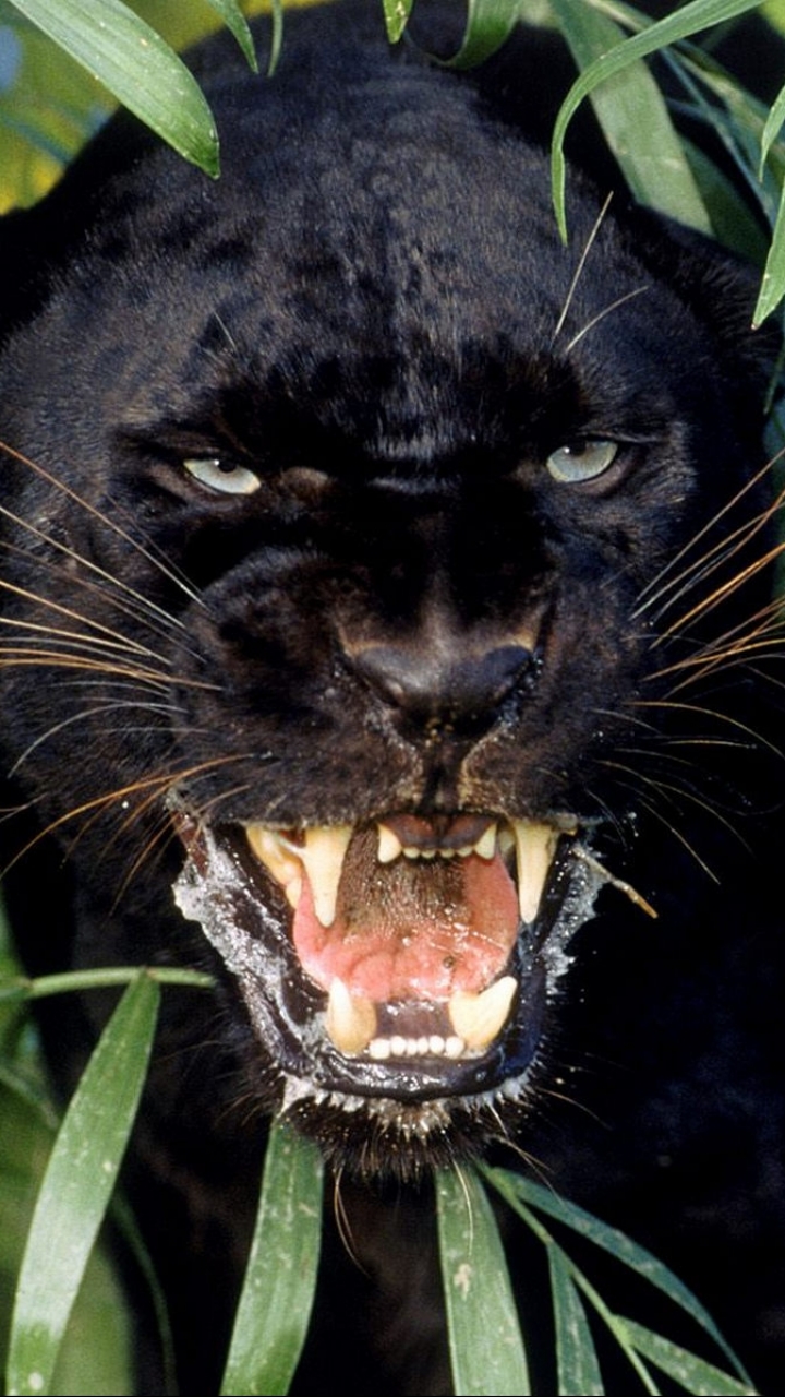 Скачати мобільні шпалери Тварина, Коти, Чорна Пантера безкоштовно.
