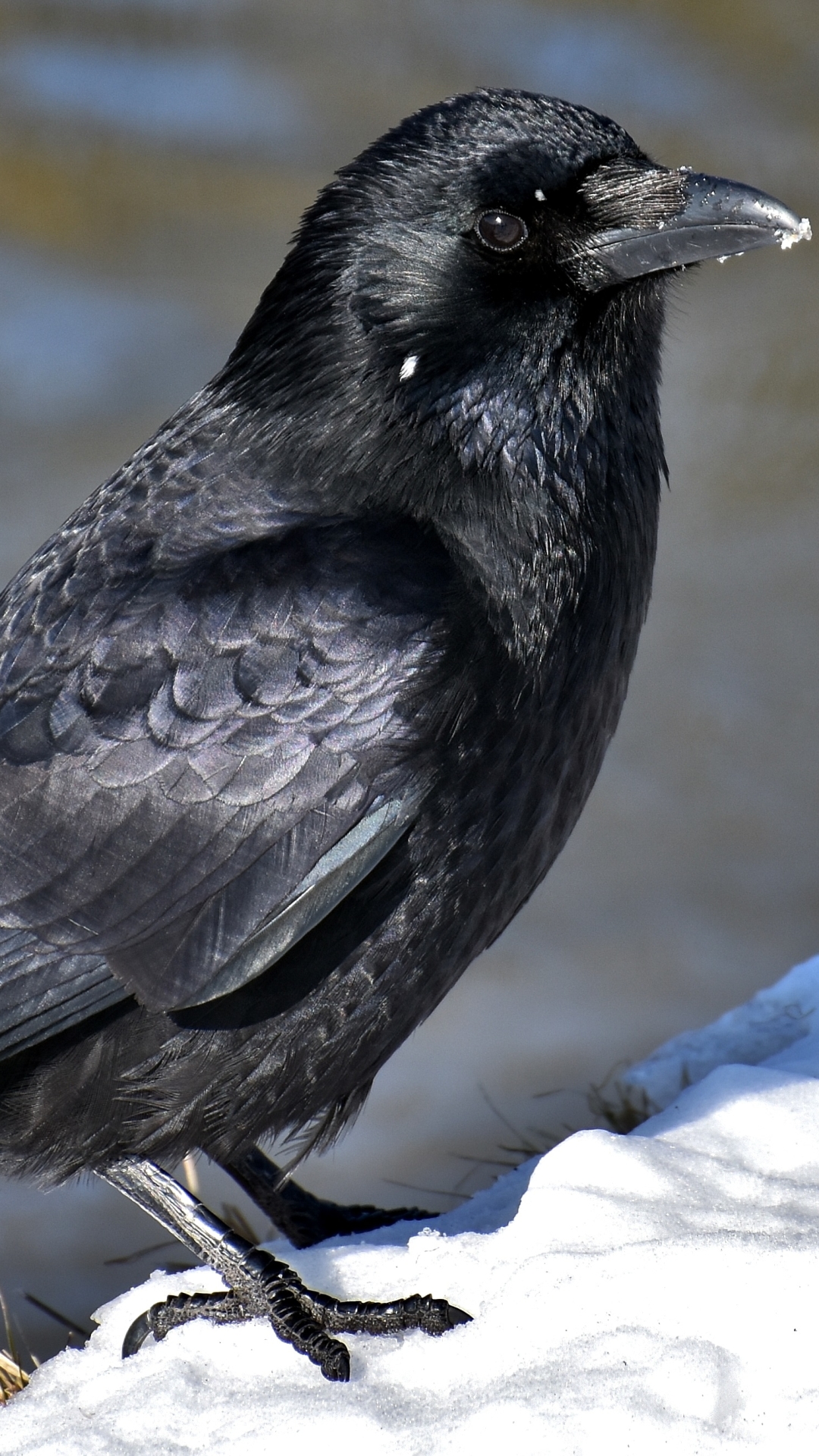 Téléchargez des papiers peints mobile Animaux, Oiseau, Corbeau gratuitement.