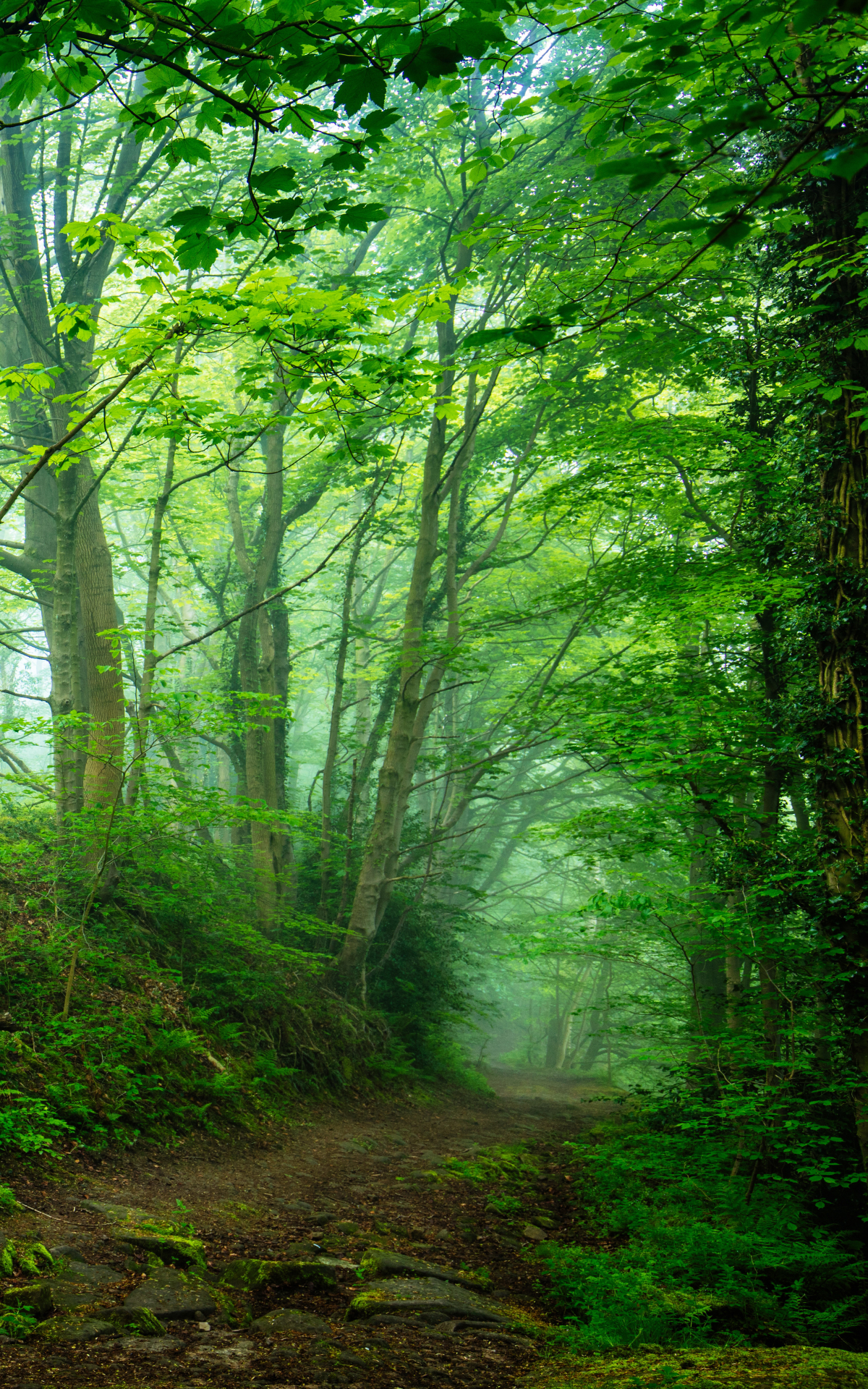 Download mobile wallpaper Forest, Fog, Earth, Greenery for free.