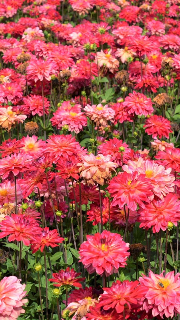 Download mobile wallpaper Flowers, Flower, Earth, Field, Dahlia, Pink Flower for free.