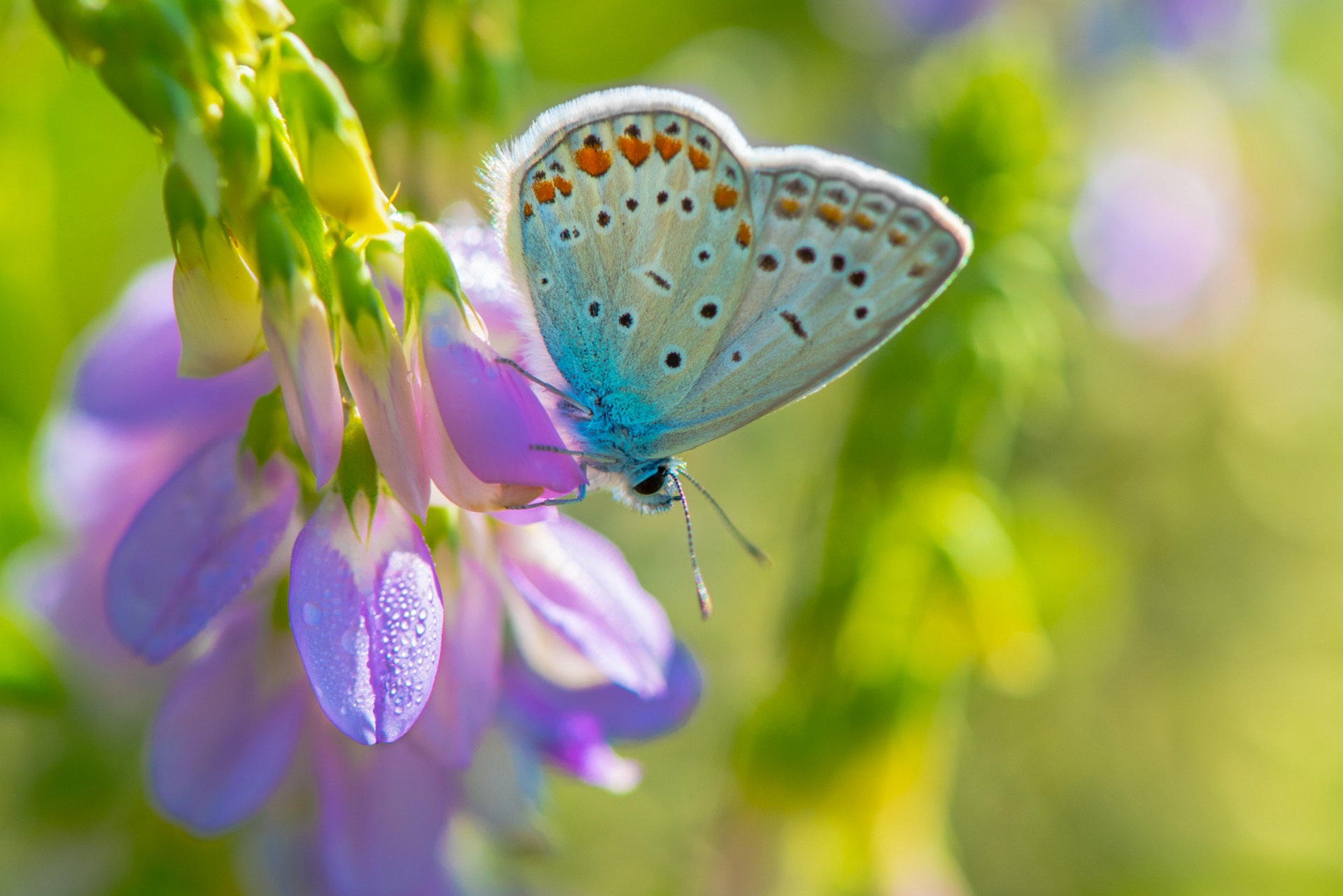 Free download wallpaper Macro, Insect, Butterfly, Animal, Purple Flower on your PC desktop