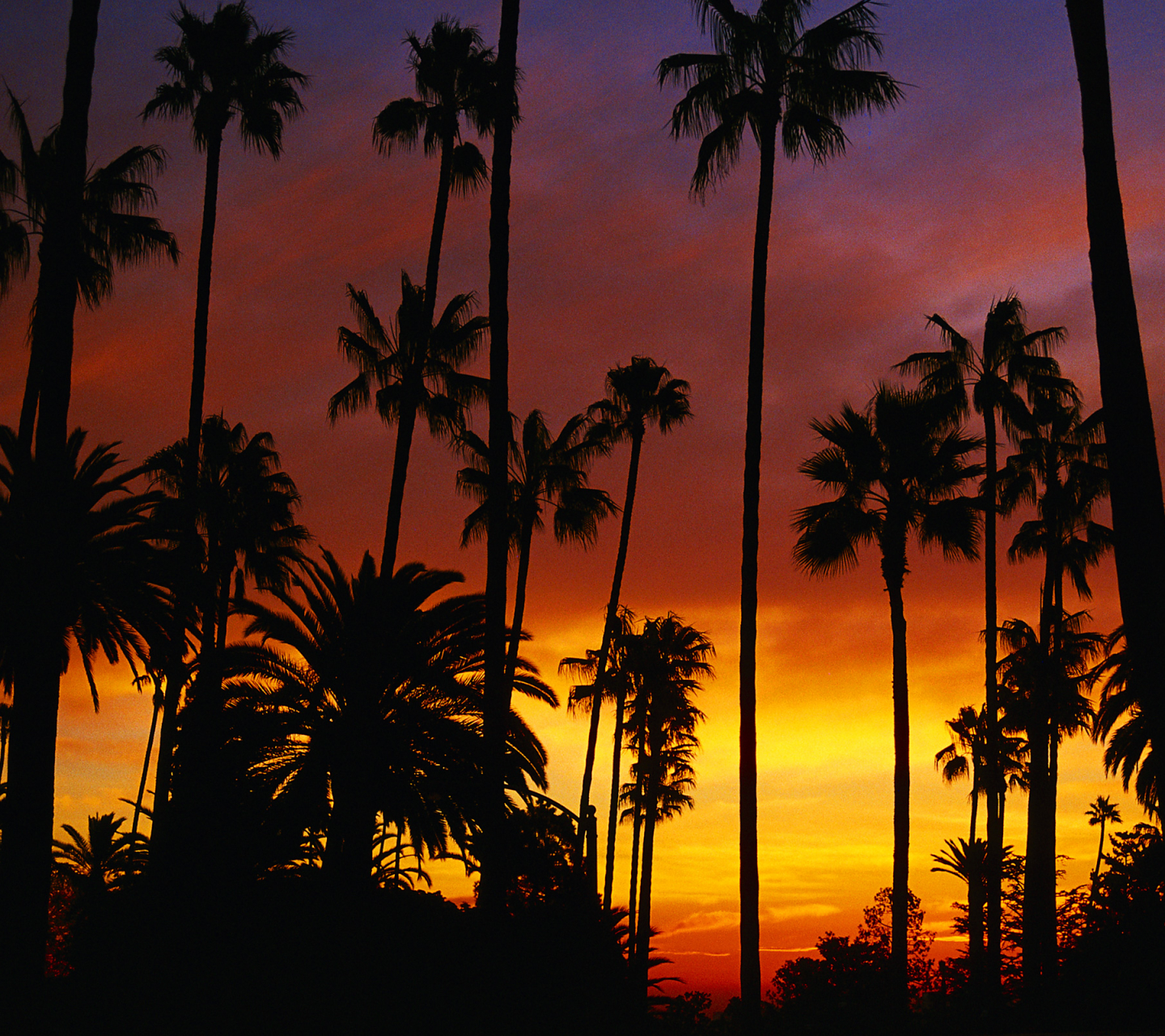 Free download wallpaper Sunset, Sky, Silhouette, Earth, California, Orange (Color), Palm Tree on your PC desktop