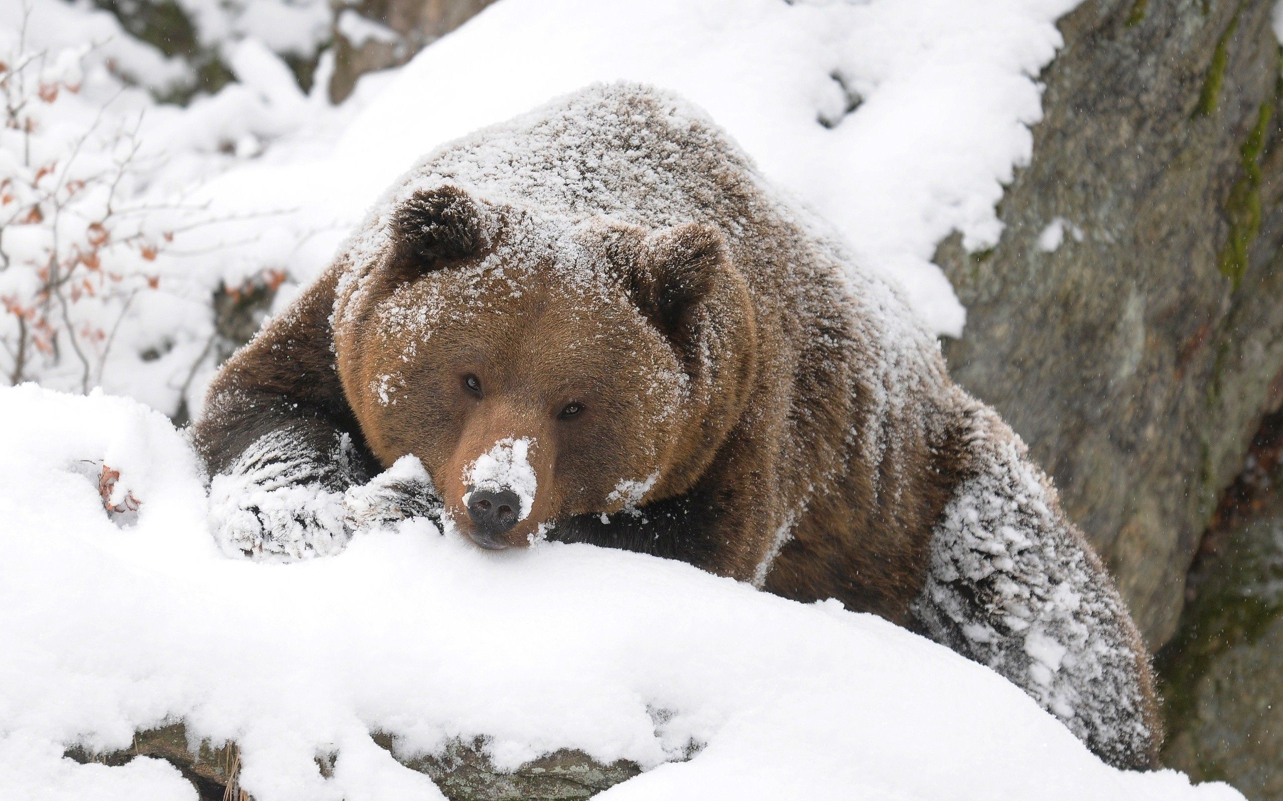 bear, animals, snow, brown, stroll, hunting, hunt, large, big