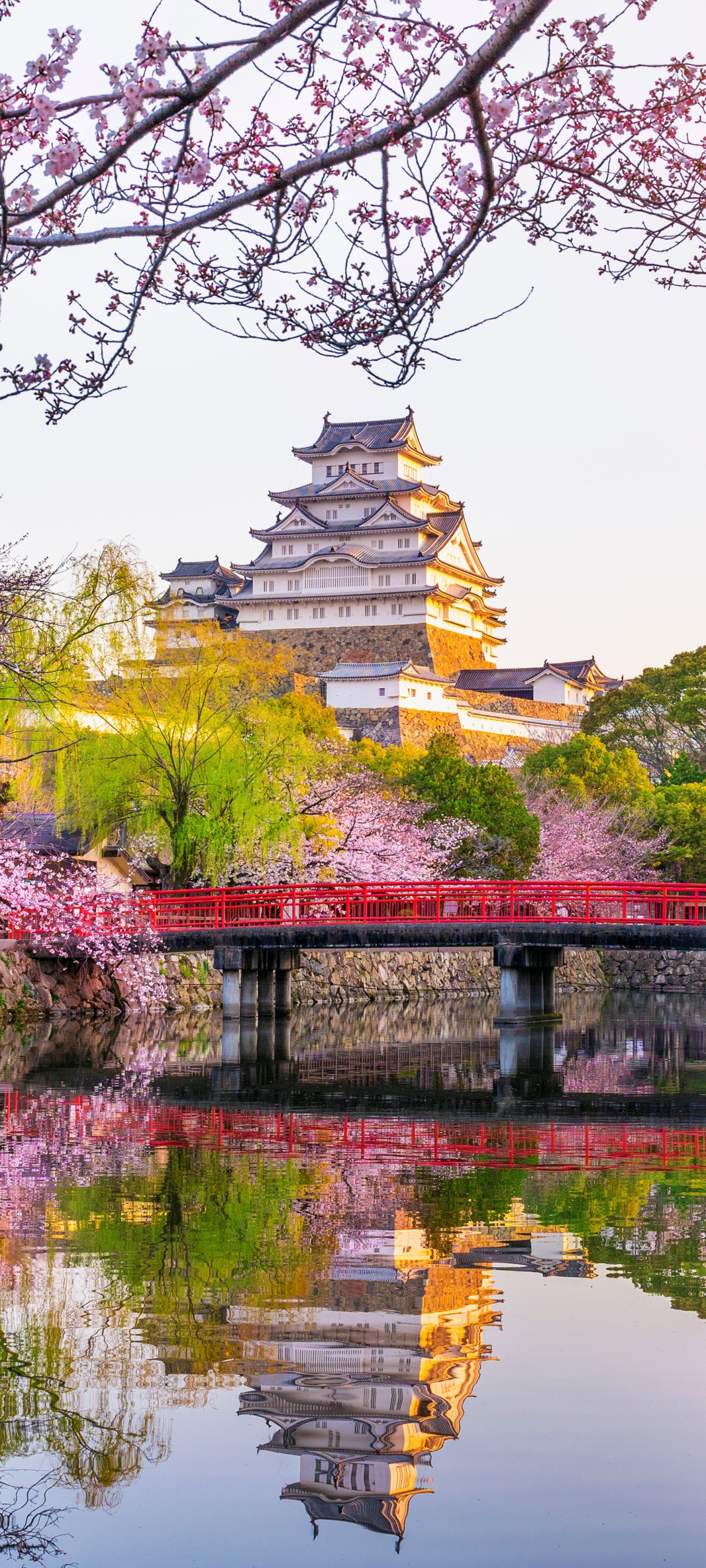 1186393 скачать обои весна, сакура, сделано человеком, замок химэдзи, отражение, замок, япония, замки - заставки и картинки бесплатно