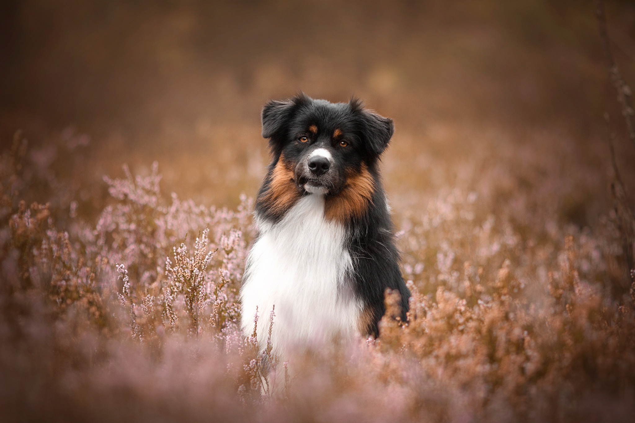 Handy-Wallpaper Tiere, Hunde, Hund, Tiefenschärfe kostenlos herunterladen.