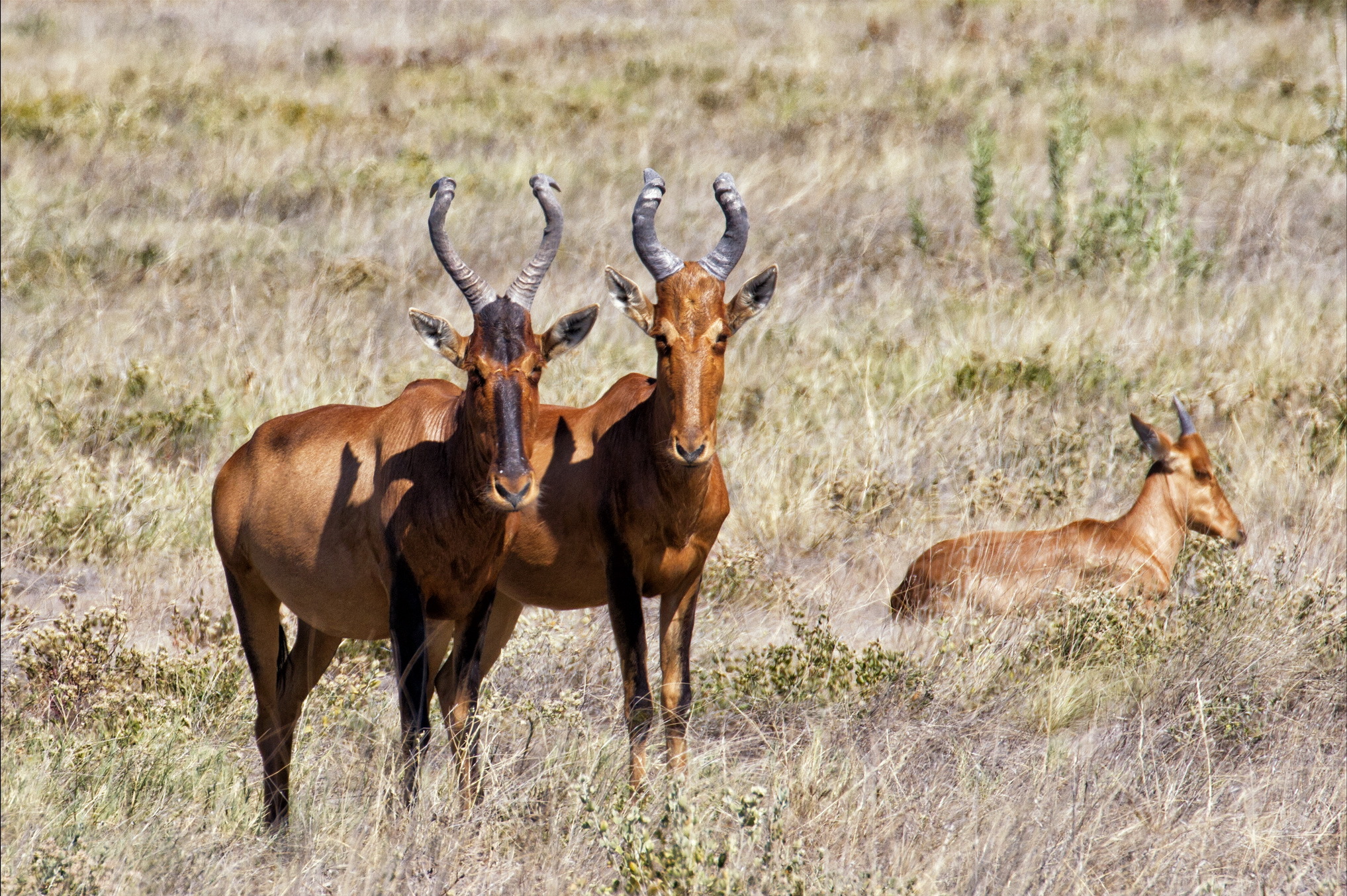 603160 Hintergrundbild herunterladen tiere, antilope, hartebeest - Bildschirmschoner und Bilder kostenlos