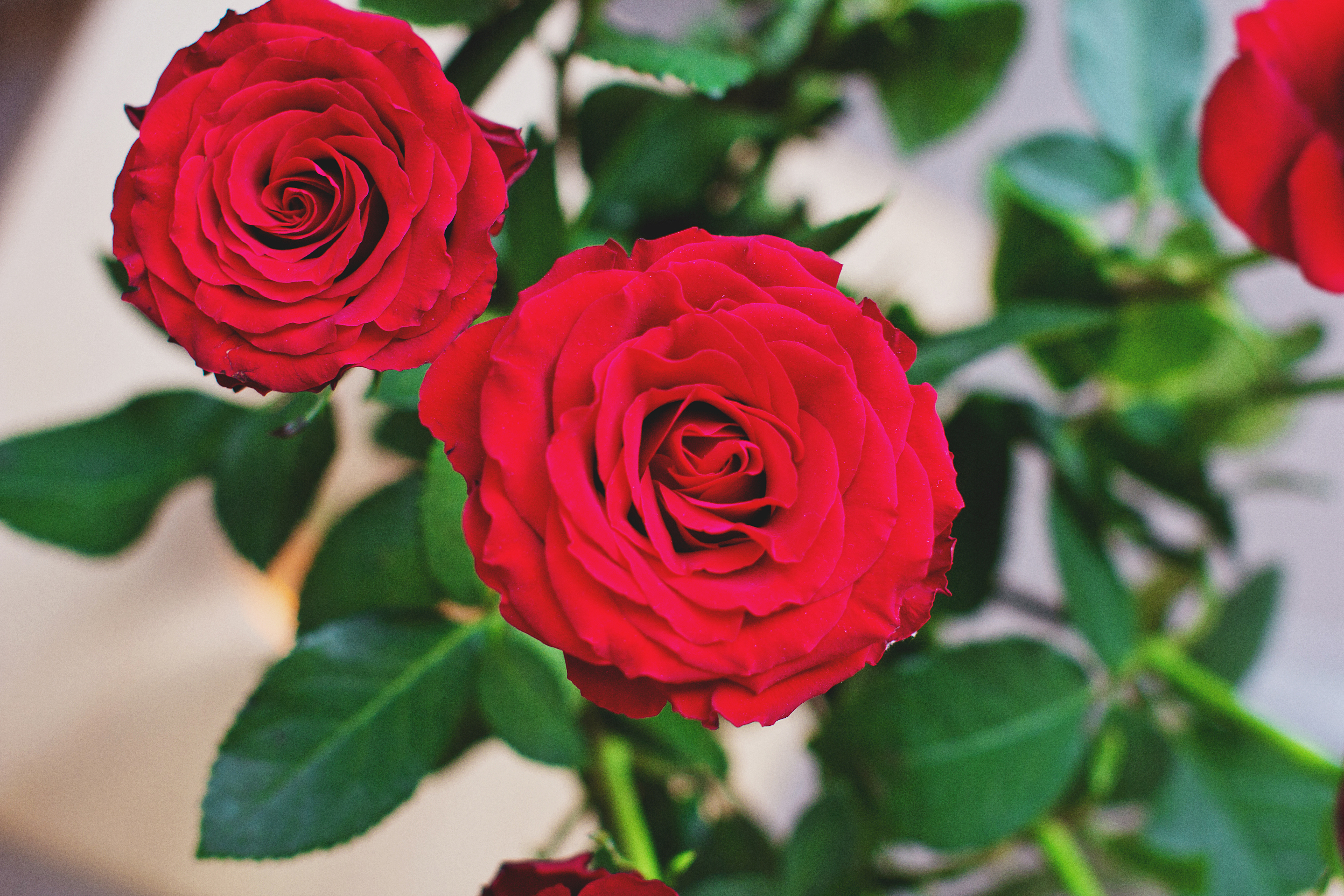 Завантажити шпалери безкоштовно Роза, Брунька, Квіти, Троянда, Бутон картинка на робочий стіл ПК