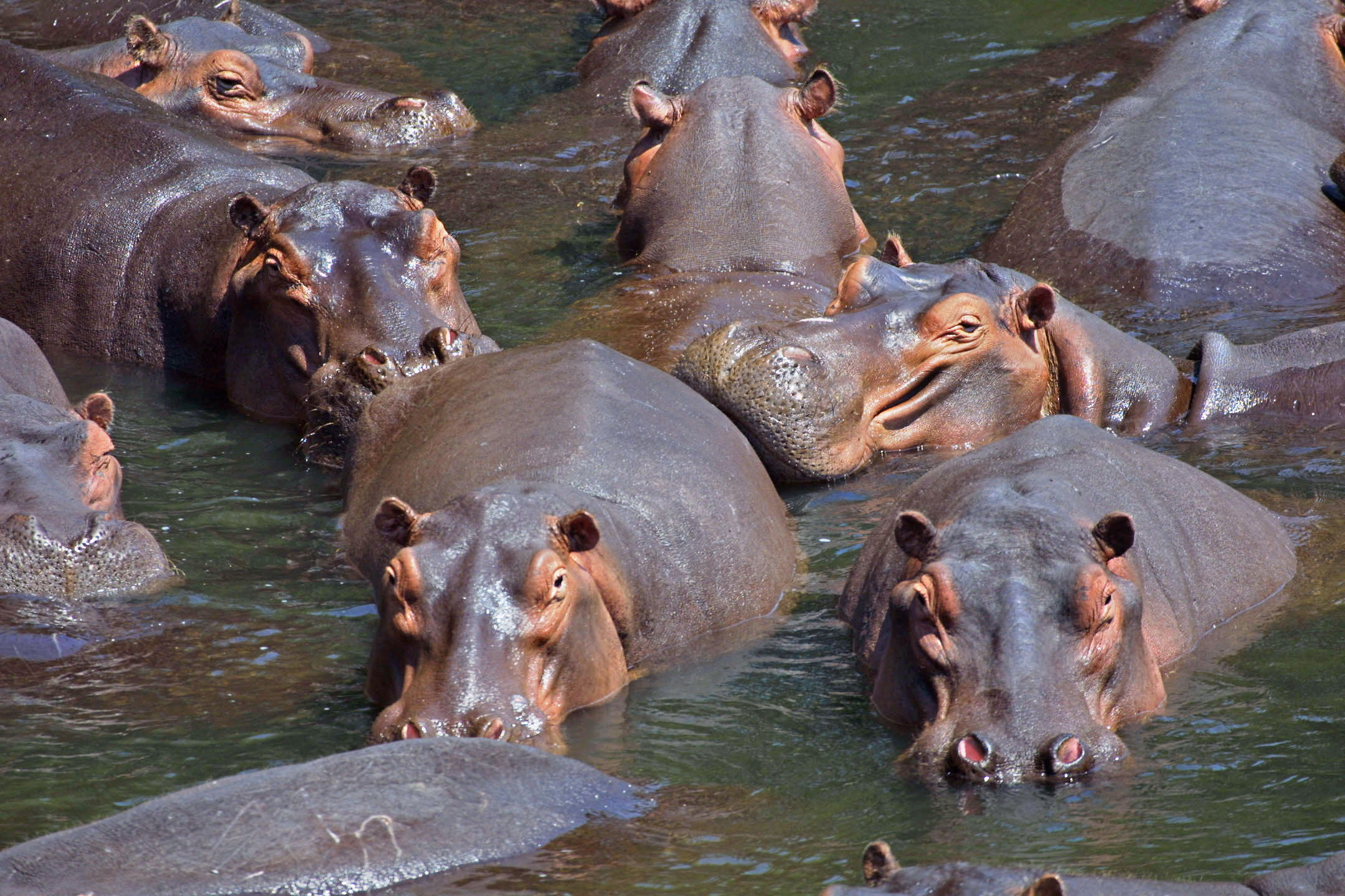 Baixe gratuitamente a imagem Animais, Hipopótamo na área de trabalho do seu PC