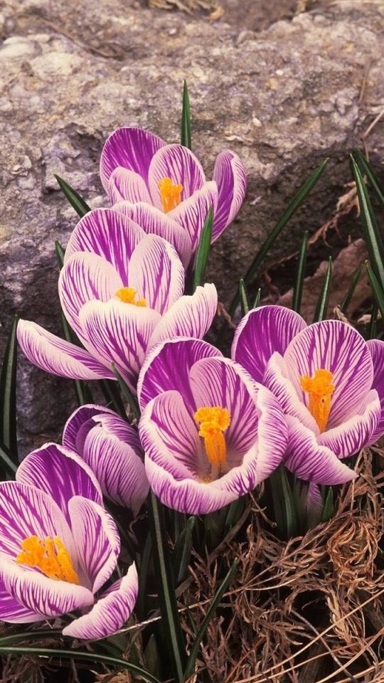 Descarga gratuita de fondo de pantalla para móvil de Flores, Flor, Tierra/naturaleza.