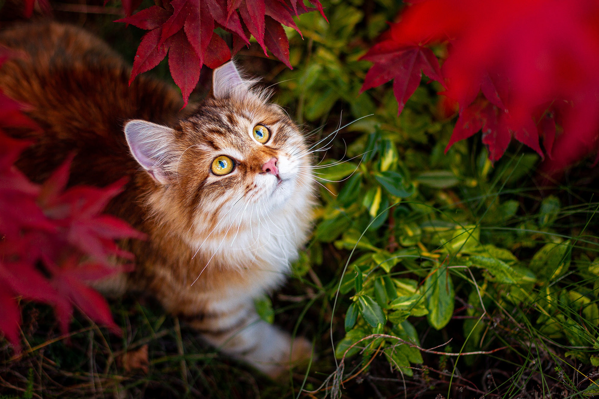 Handy-Wallpaper Tiere, Katzen, Katze kostenlos herunterladen.