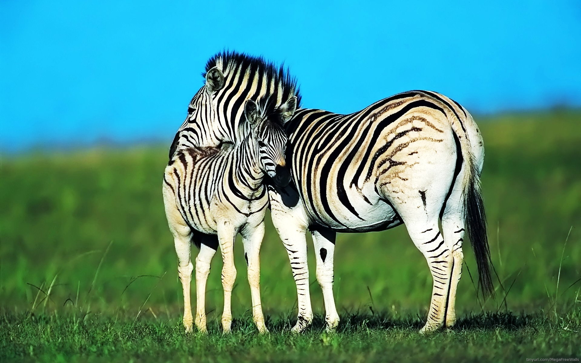 533654 Hintergrundbild herunterladen tiere, zebra, tierbaby - Bildschirmschoner und Bilder kostenlos